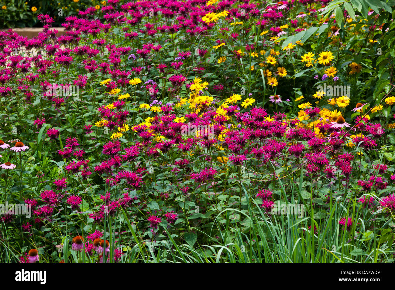 Field of purple and yellow flowers Stock Photo - Alamy