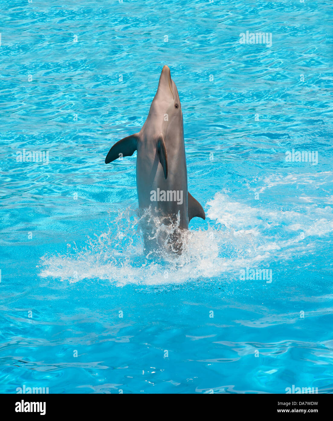 Dolphin jumping in the pool during acrobatic show Stock Photo