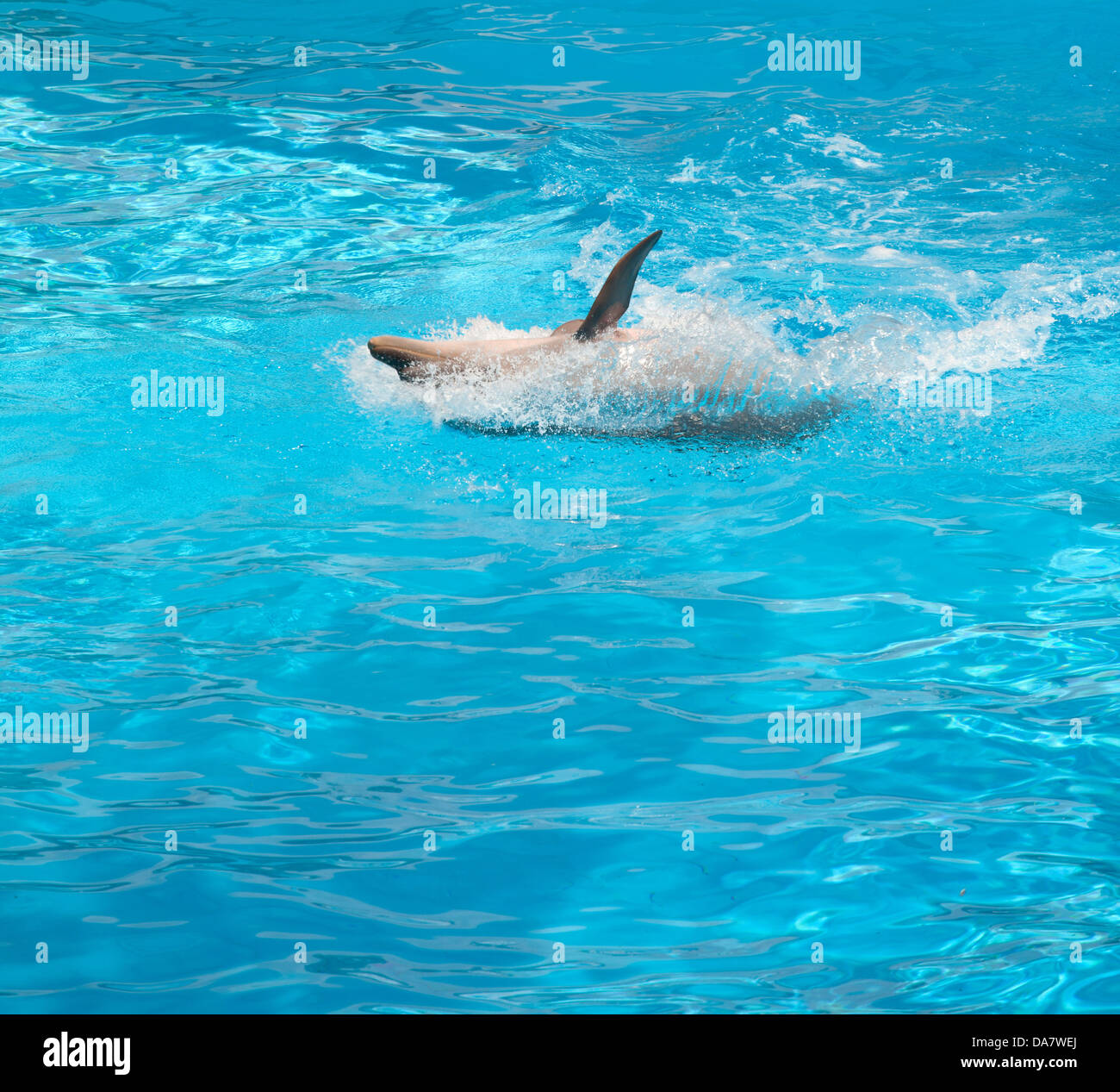 Dolphin jumping in the pool in supine position Stock Photo
