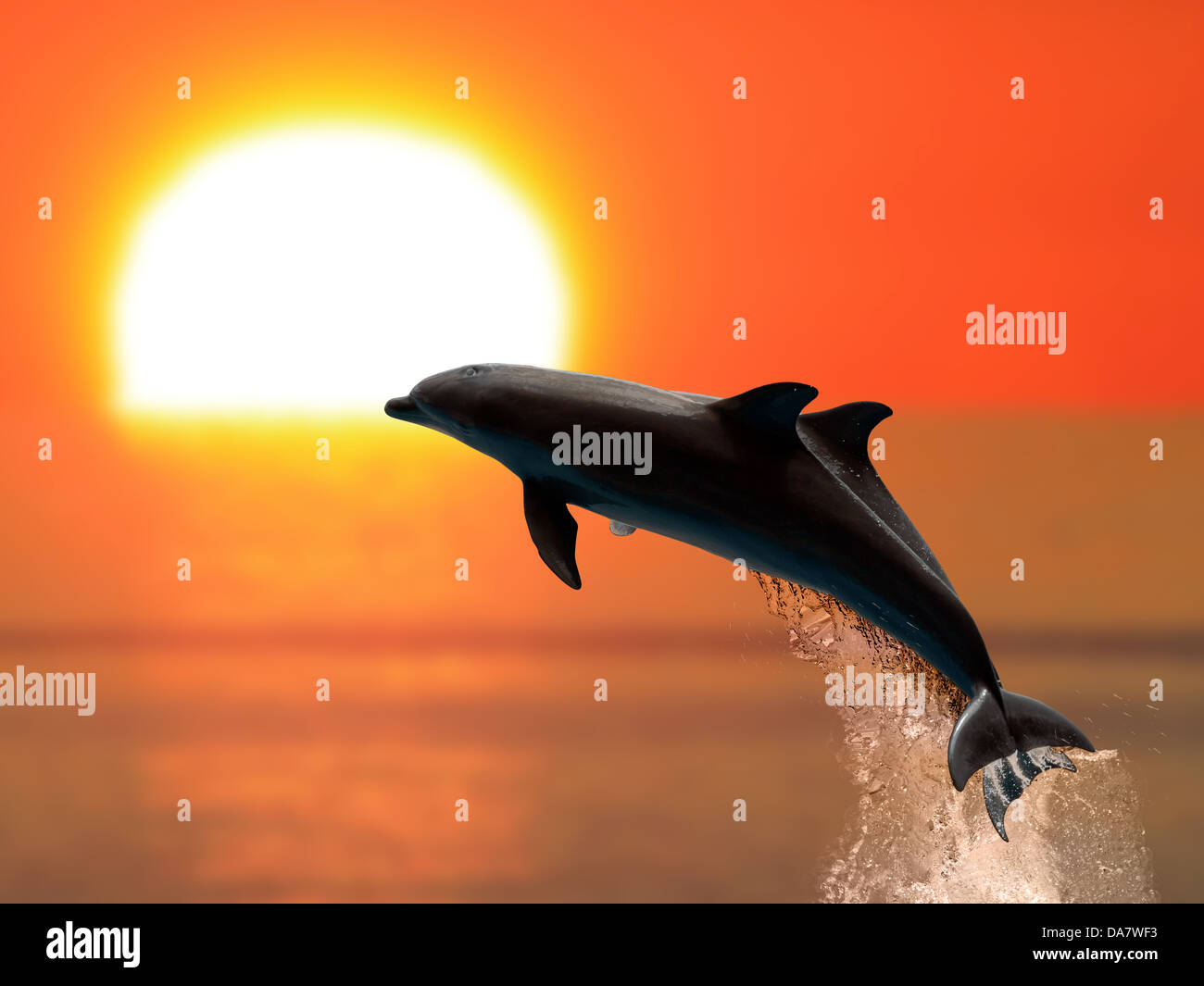 Two dolphins swimming in sunset Stock Photo
