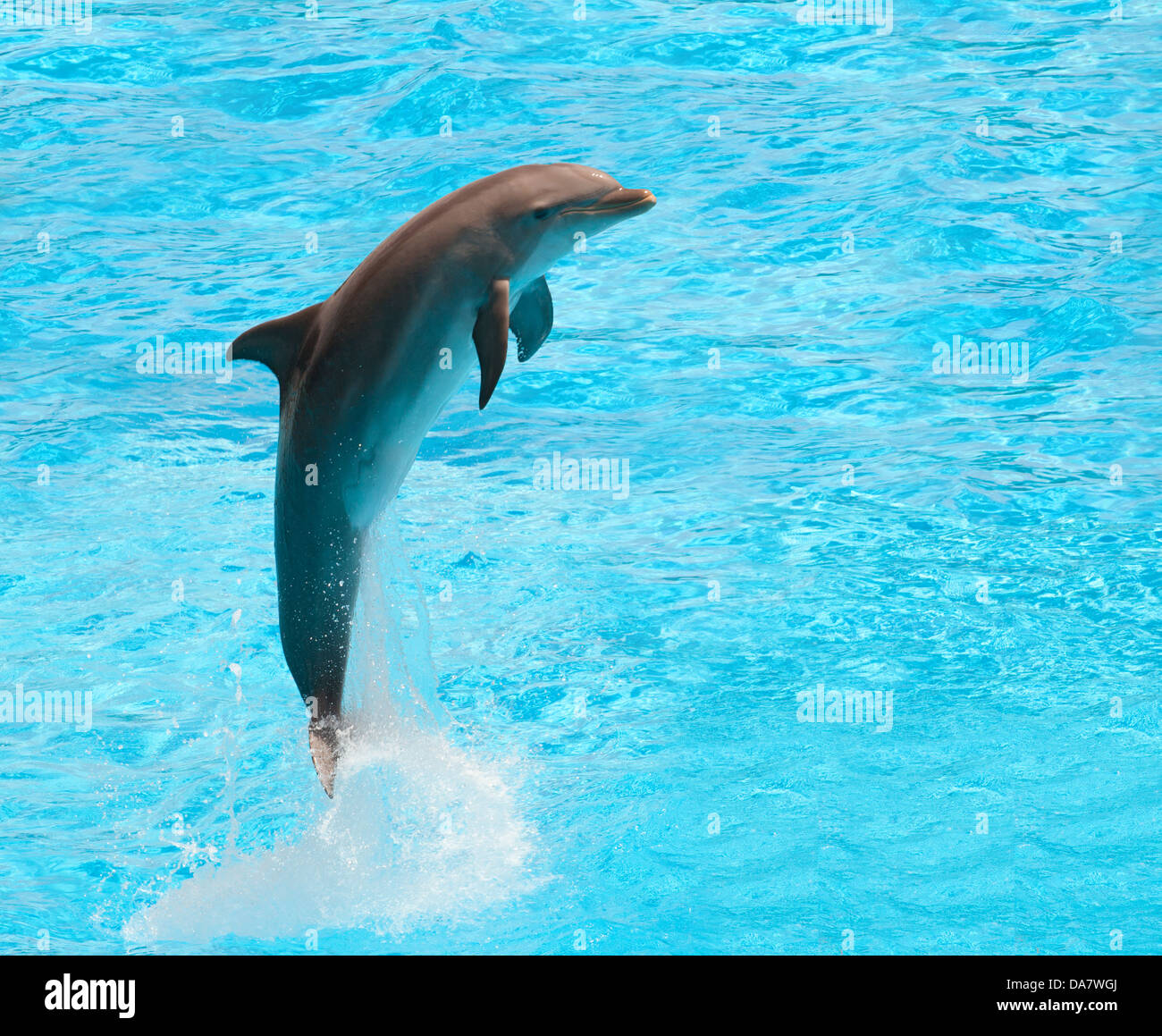Dolphin jumping in the pool during acrobatic show Stock Photo