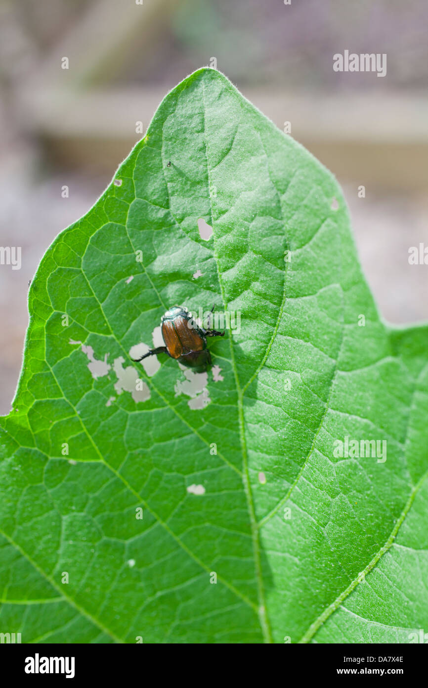 A Japanese beetle eating an eggplant leaf in a garden Stock Photo
