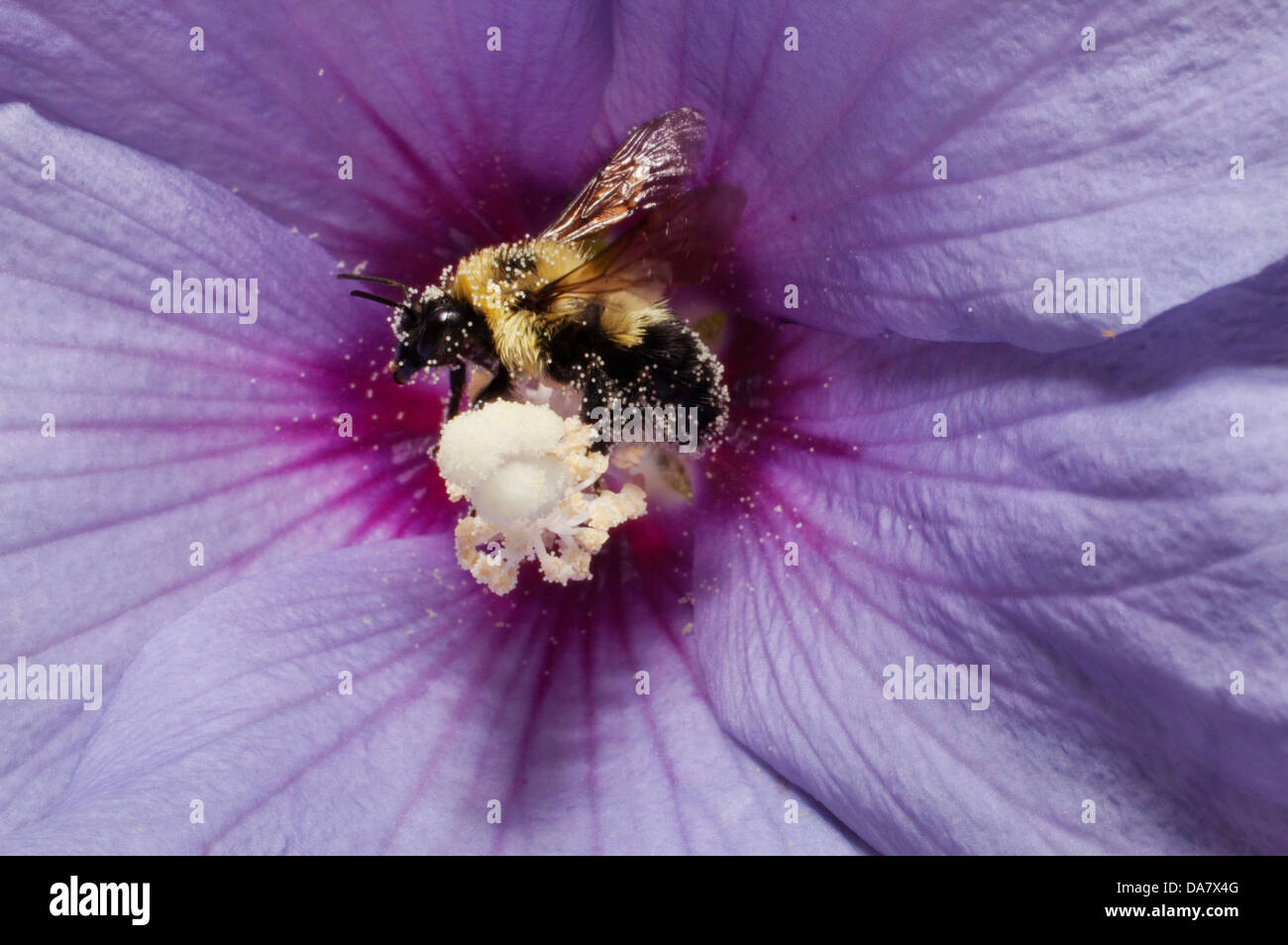 A bee collecting pollen from a Rose of Sharon flower Stock Photo