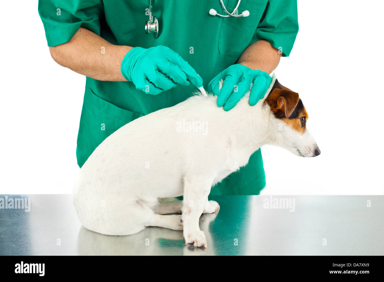 Vet puts to dog the antiparasitic for ticks and fleas Stock Photo