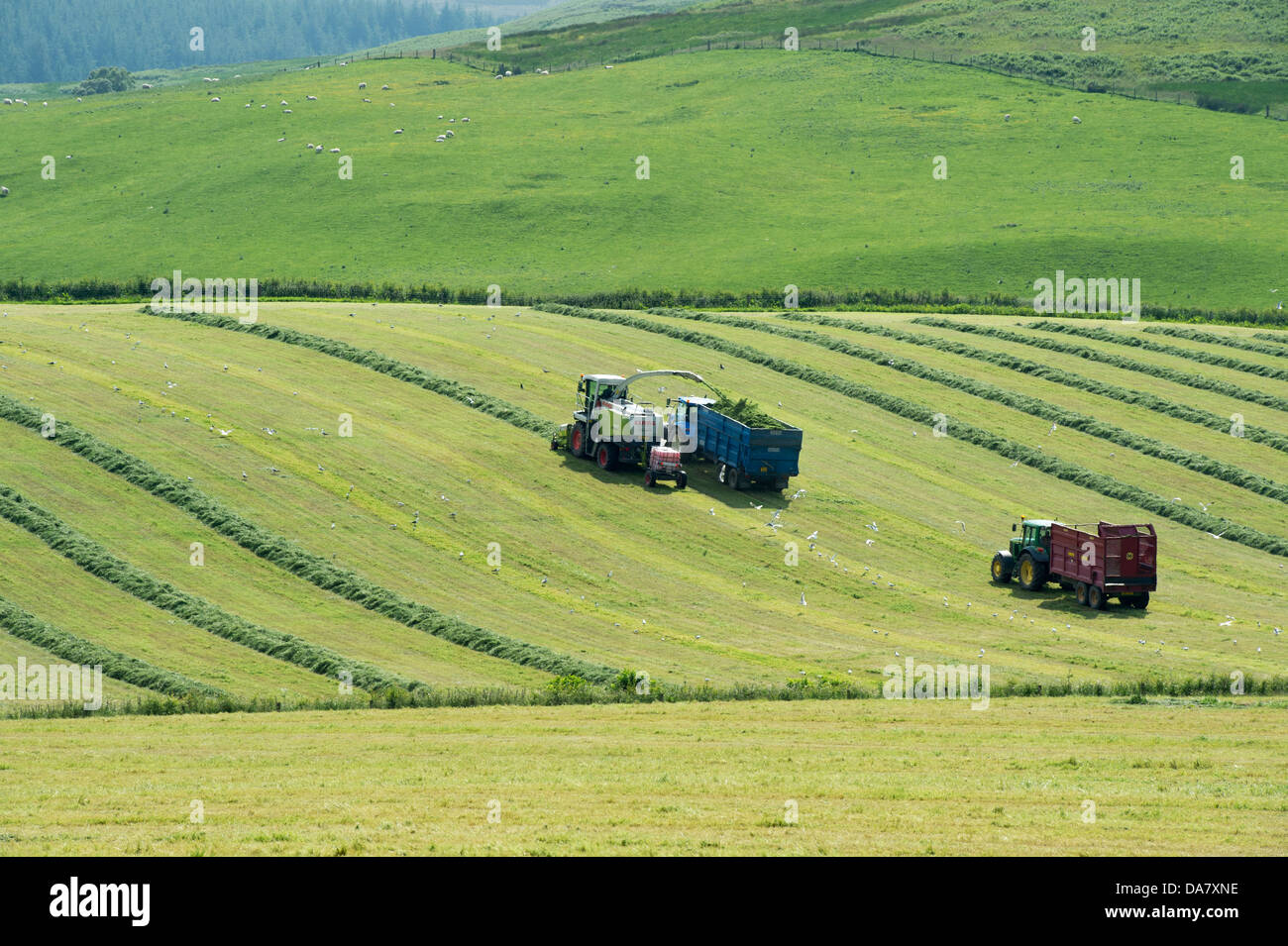 Combine harvester and tractors collecting cut grass. Scotland Stock Photo