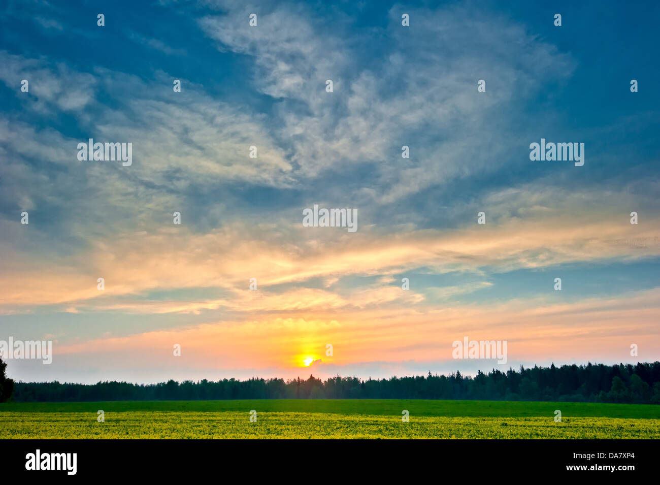 beautiful sunrise with a bright sky over the summer forest Stock Photo
