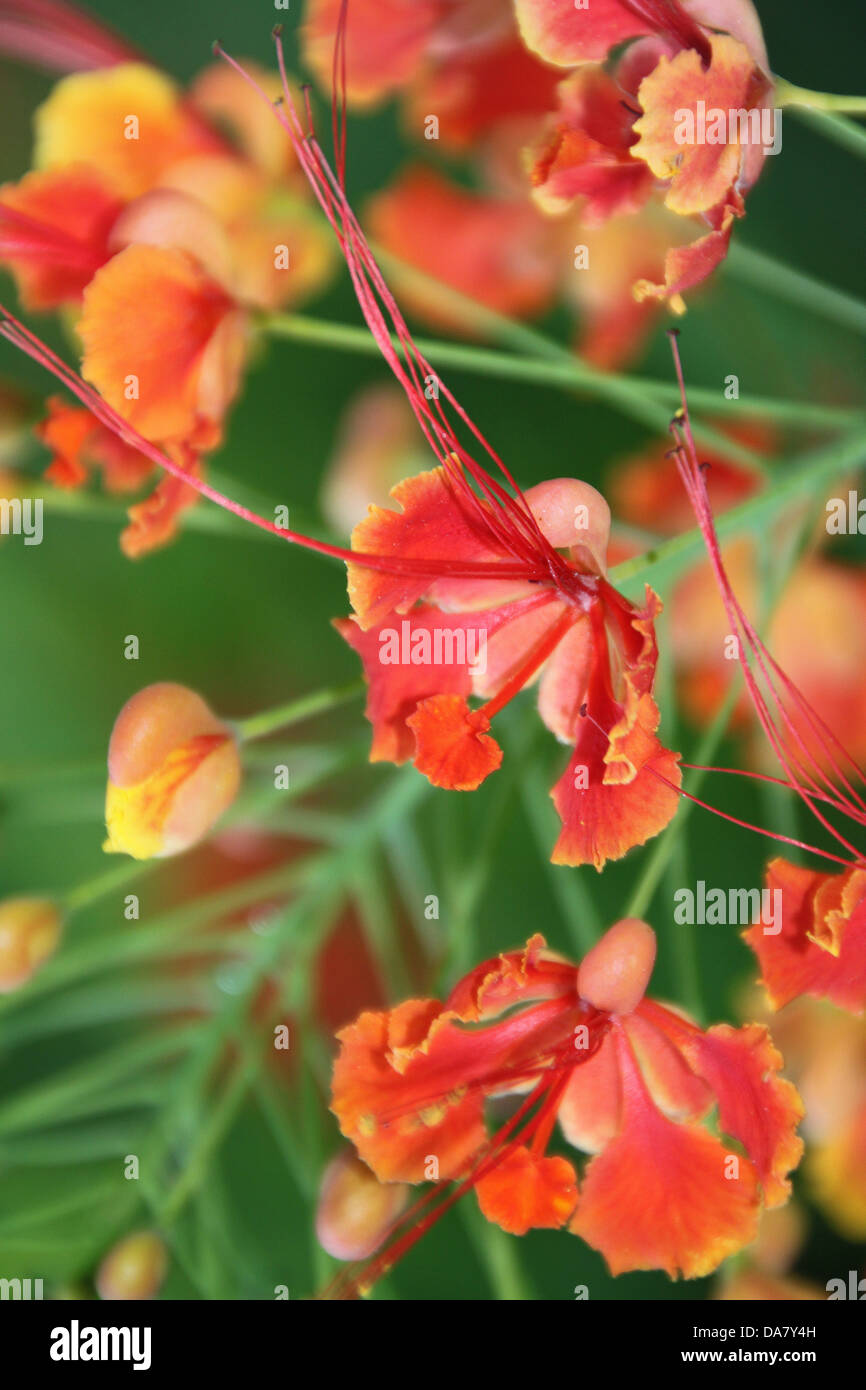 Flame acacia tree with red blossoms in the island of Saint Lucia in the Caribbean Stock Photo