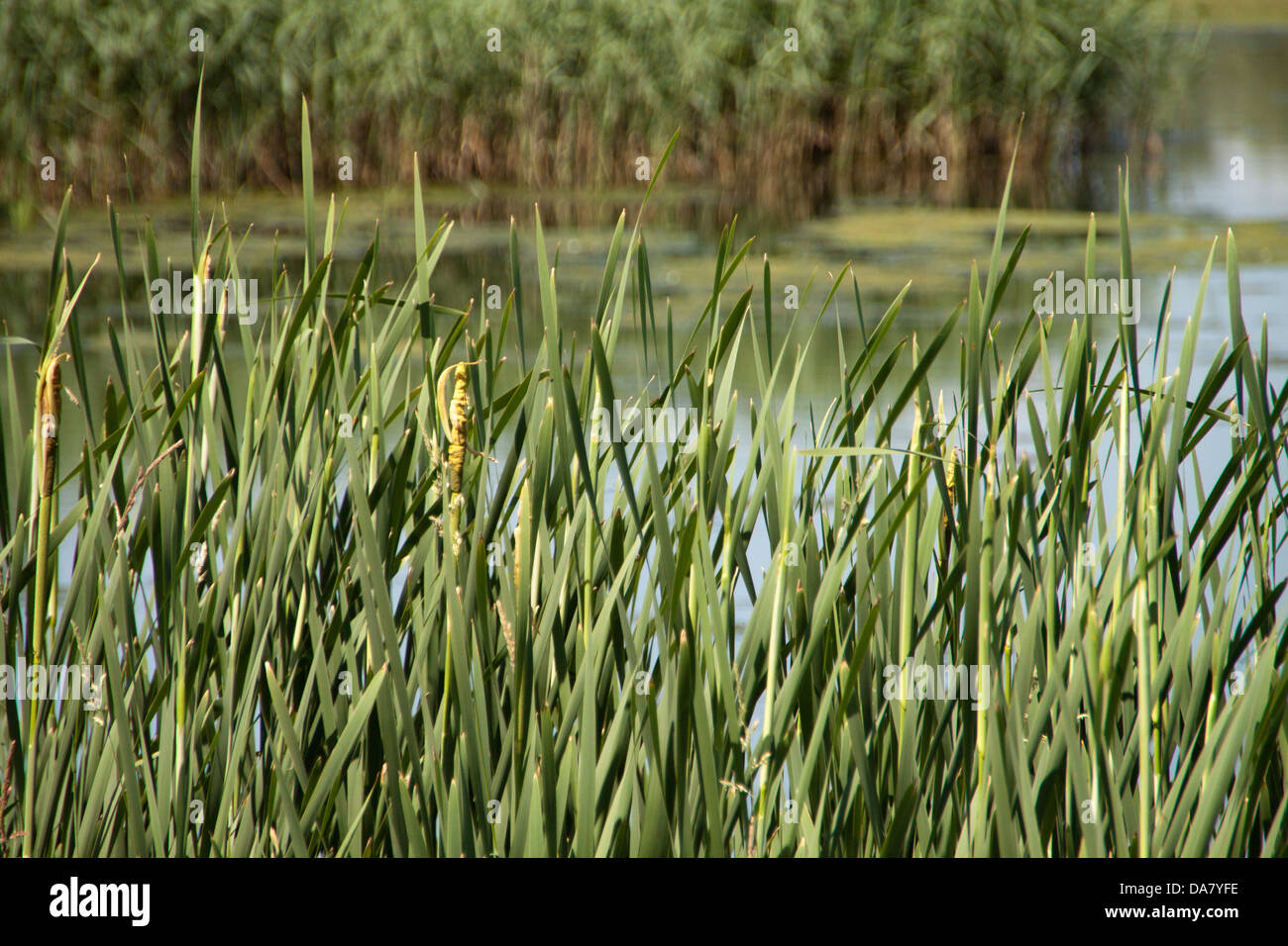 Reeds and Lilies Stock Photo