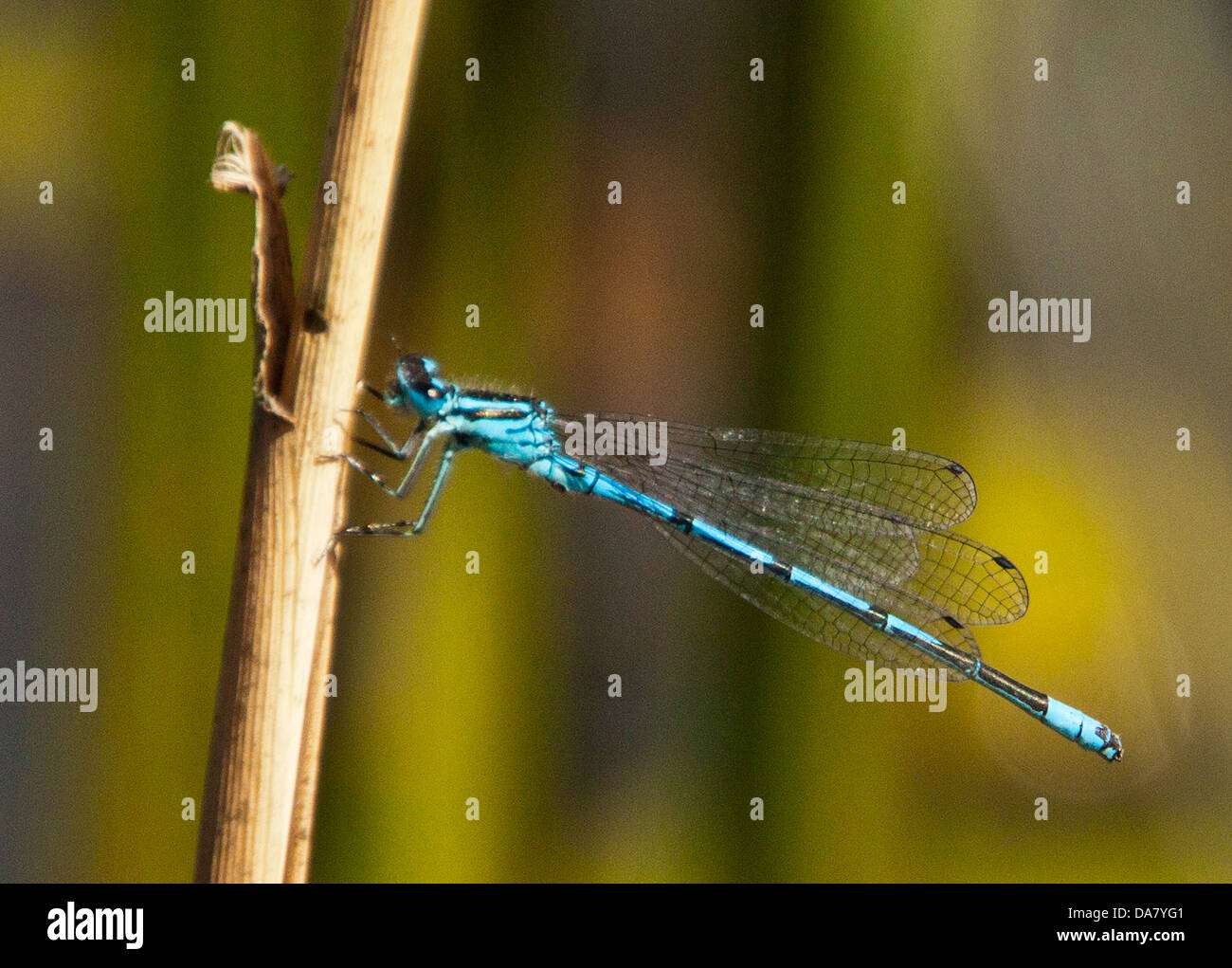 Azure Damselfly - Coenagrion puella Stock Photo - Alamy