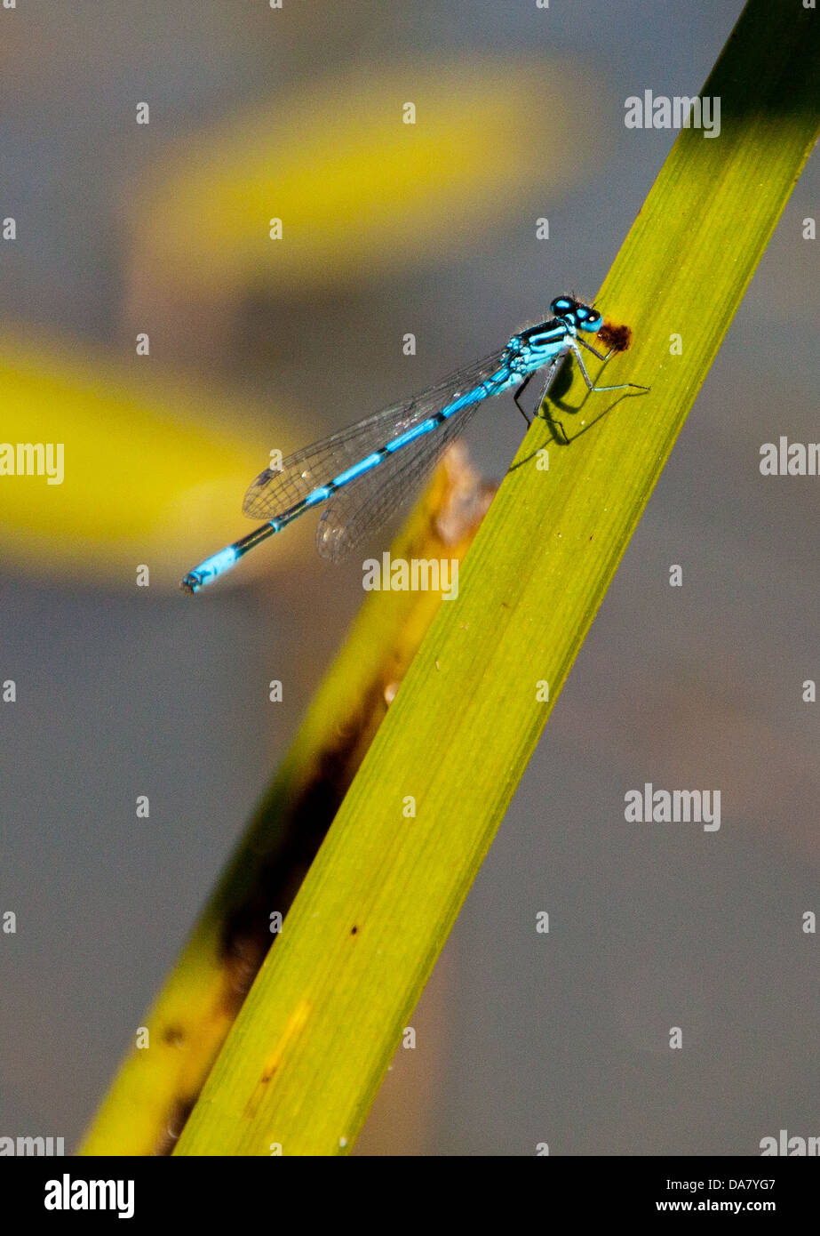 Azure Damselfly - Coenagrion puella Stock Photo - Alamy