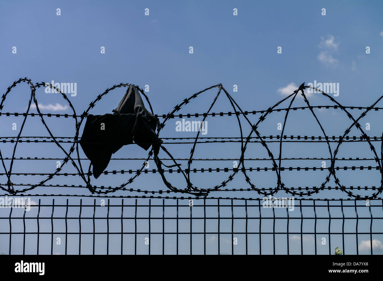 Butterfly jail break Stock Photo Alamy