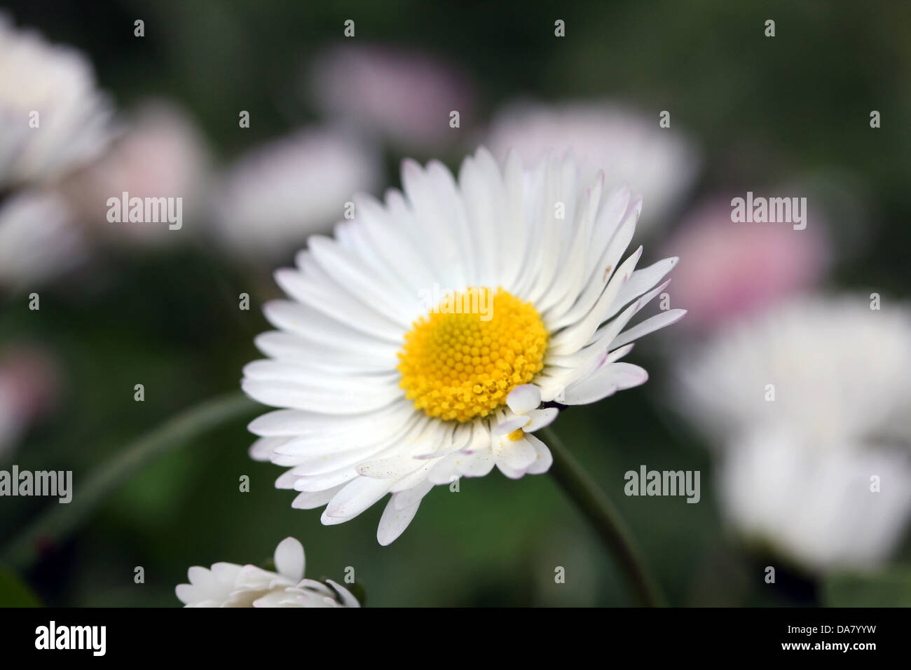 Closeup shot of white daisy flower, with shallow dof. Stock Photo