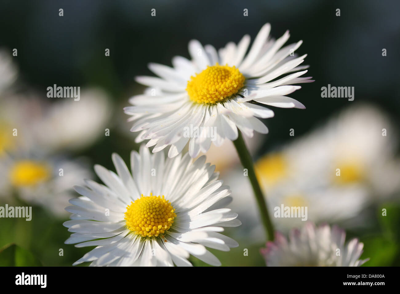 White Daisy flower, closeup shot, shallow dof. Stock Photo