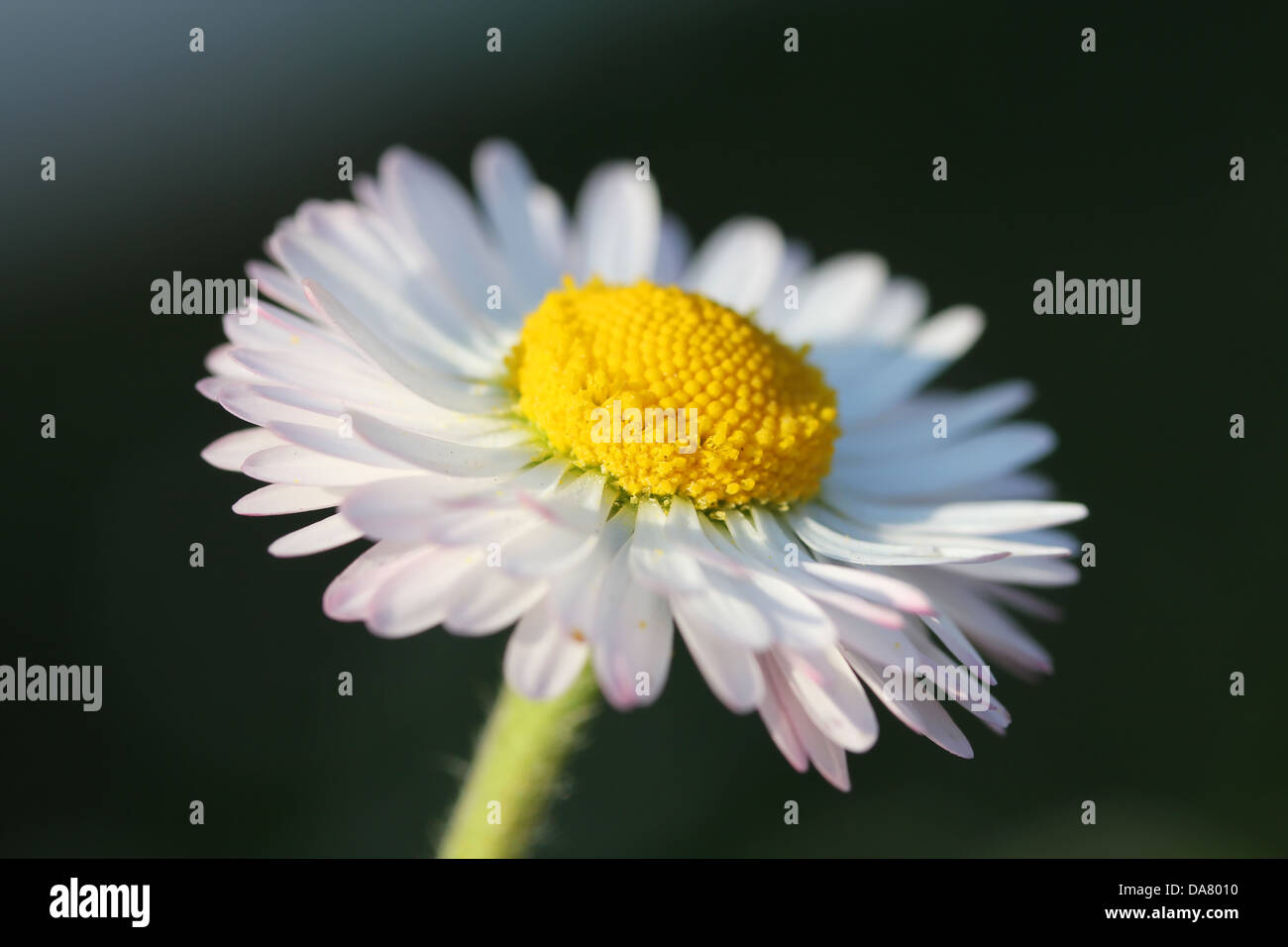 White Daisy flower, closeup shot, shallow dof. Stock Photo