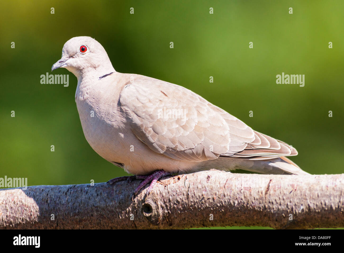 A Collared Dove (Streptopelia decaocto) in the uk Stock Photo Alamy