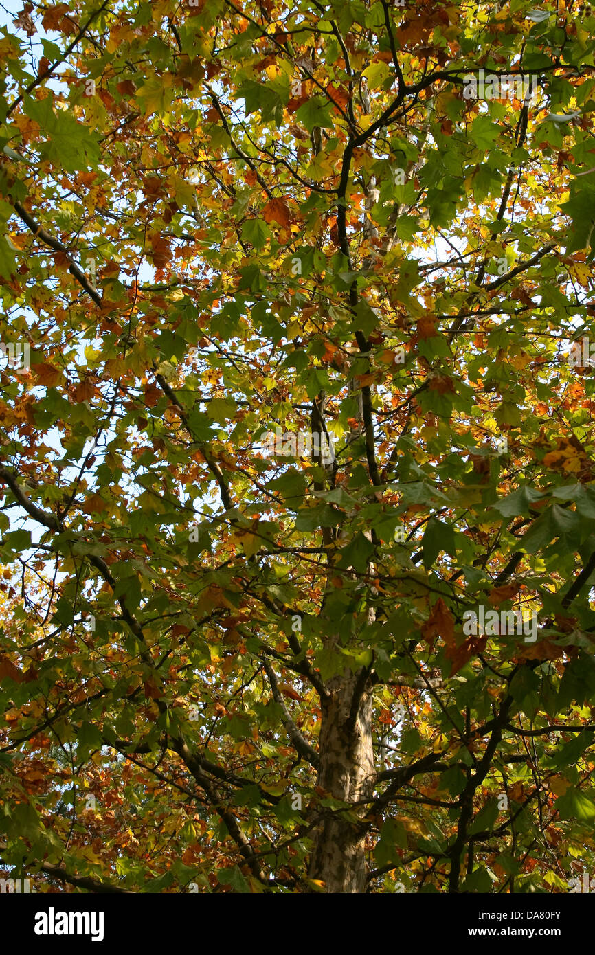 This is Autumn leaves, with blue sky in background Stock Photo - Alamy