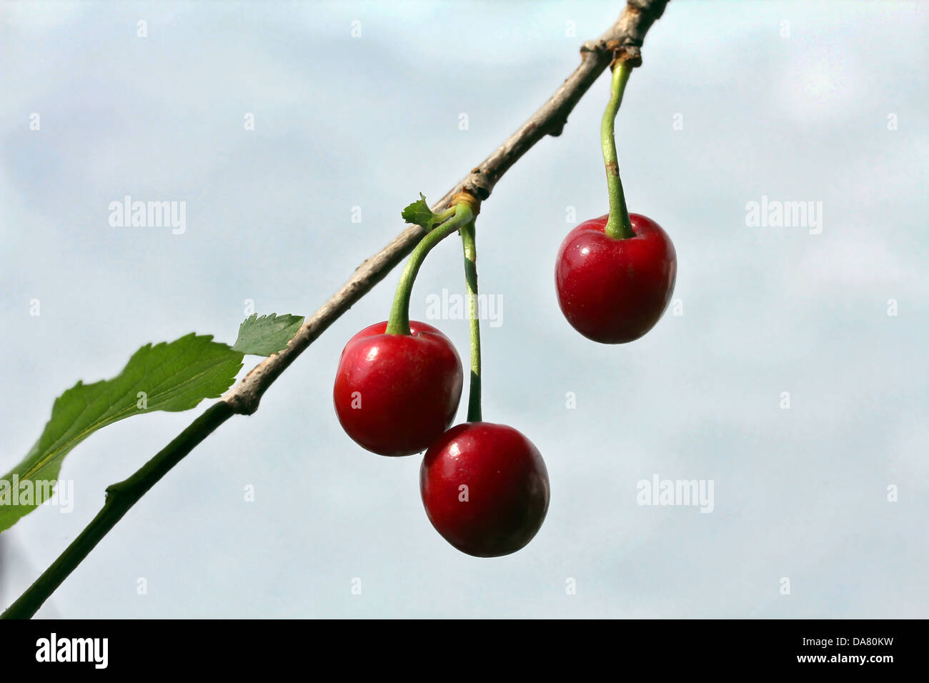 Cherry tree unripe fruit hi-res stock photography and images - Alamy
