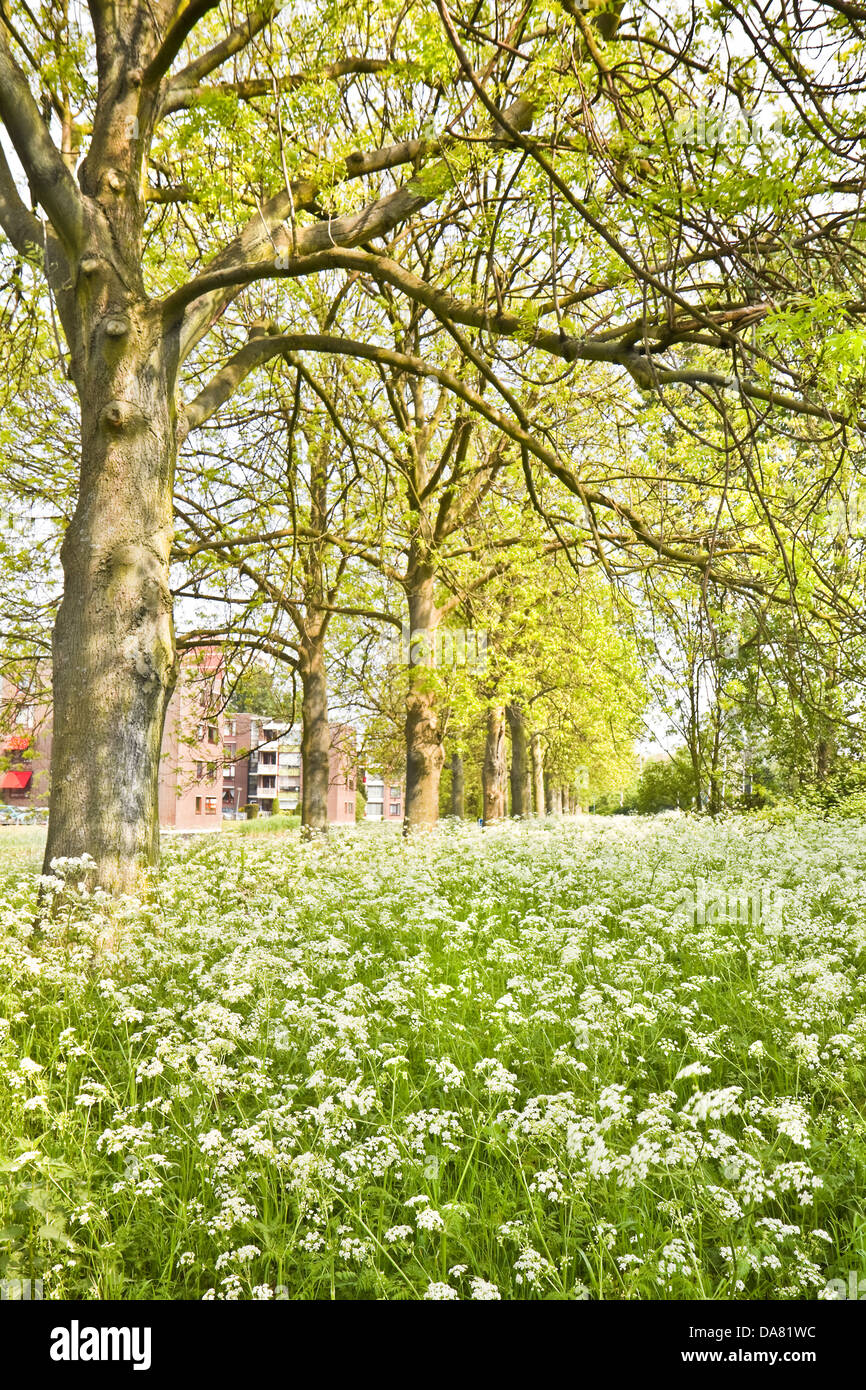 Suburb with appartments in spring with fields of white blooming flowers Stock Photo