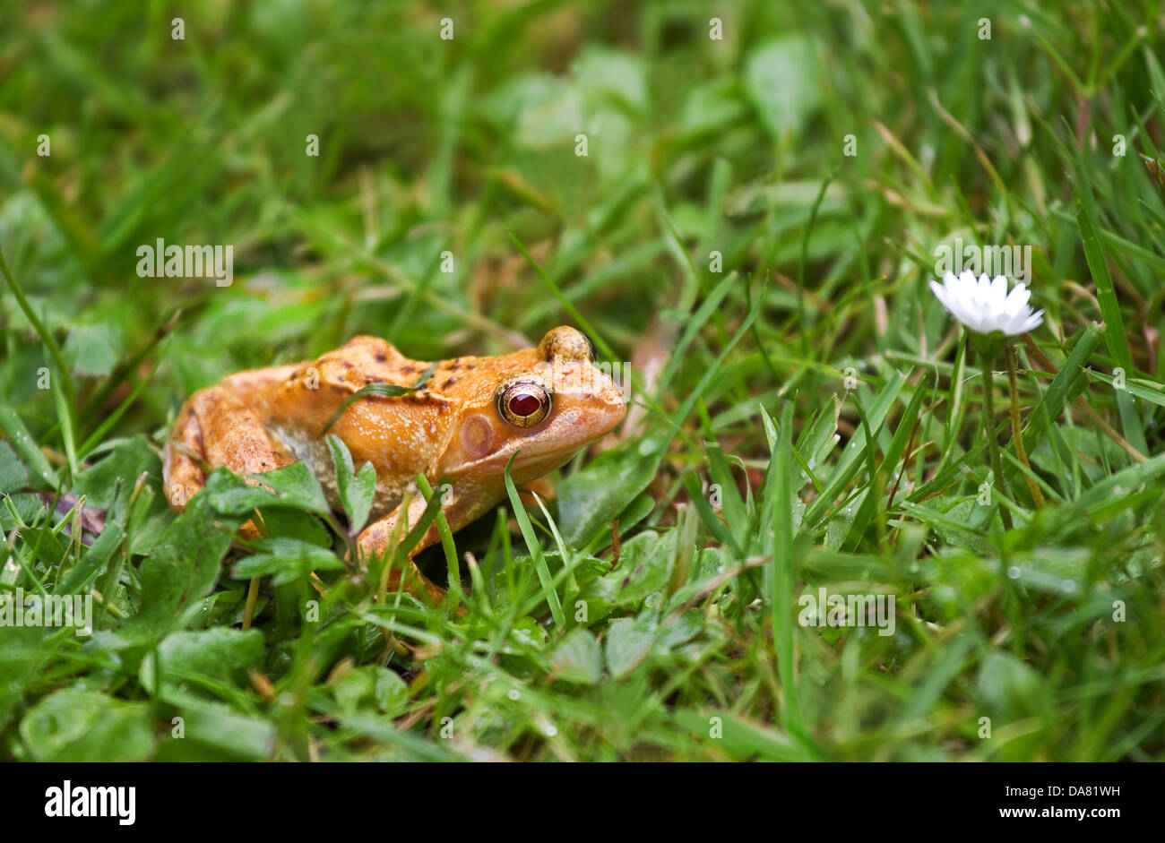 Albino frog with red eyes sitting on grass in the rain Stock Photo
