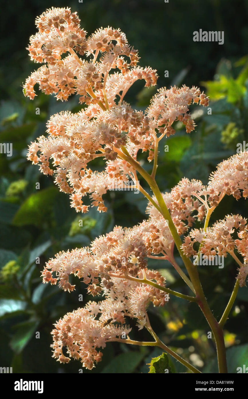 Rodgersia aesculifolia flowers in eveningsun in summer garden Stock Photo