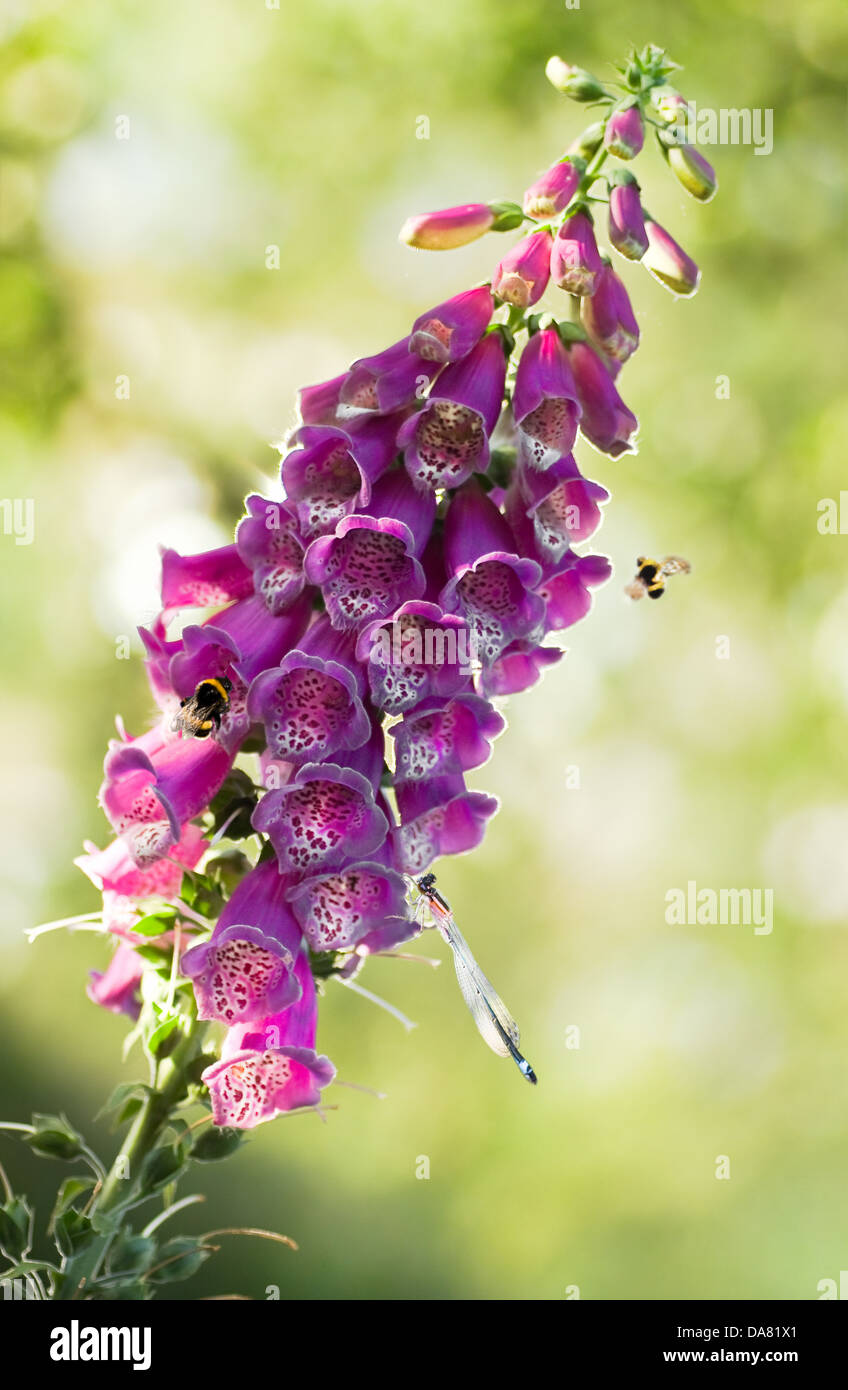 Purple foxglove or Digitalis purpurea flowers in eveningsun light with bumble bees and damselfly Stock Photo