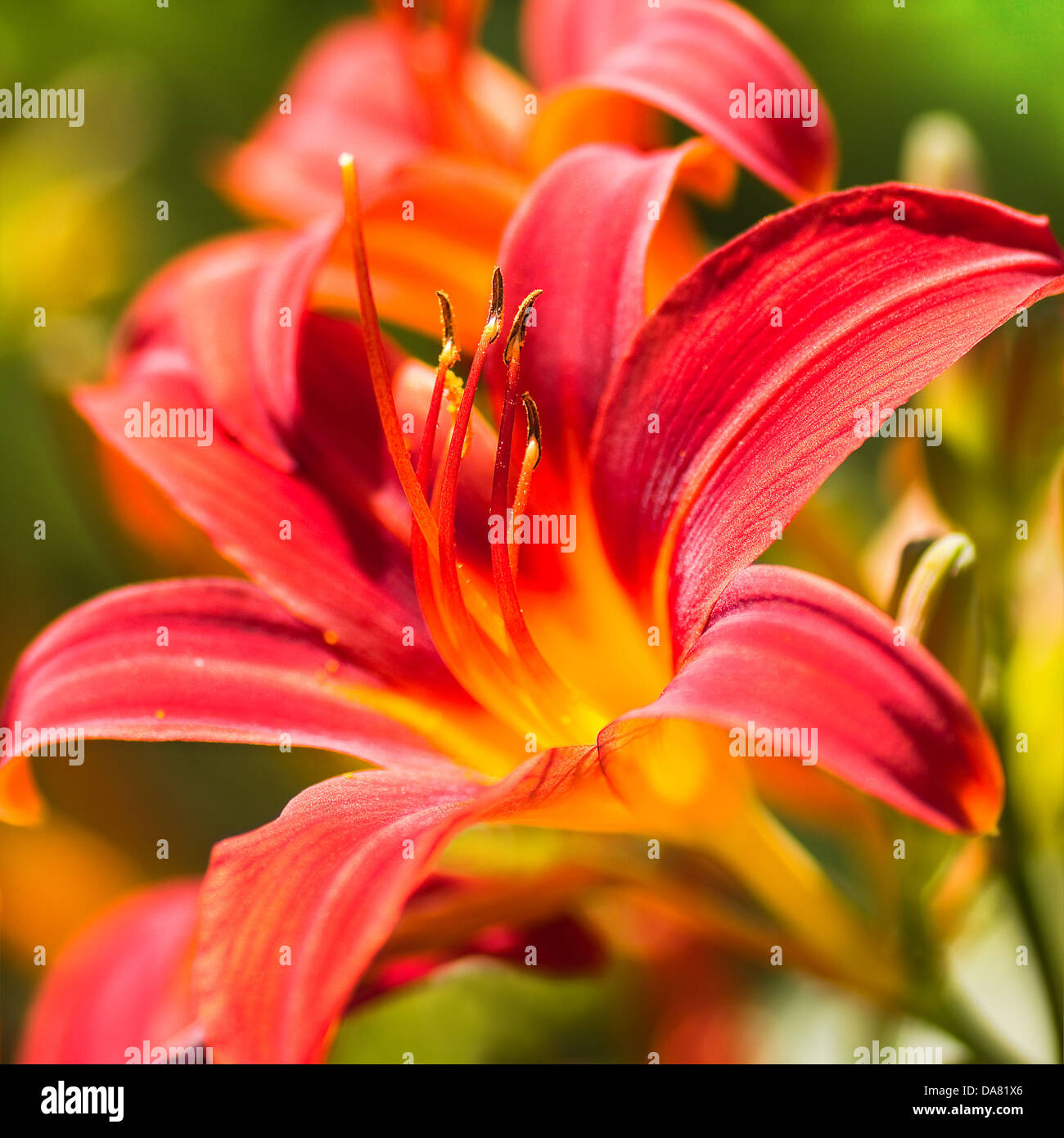 Blooming daylilies - Hemerocallis - in summersun in the garden Stock Photo