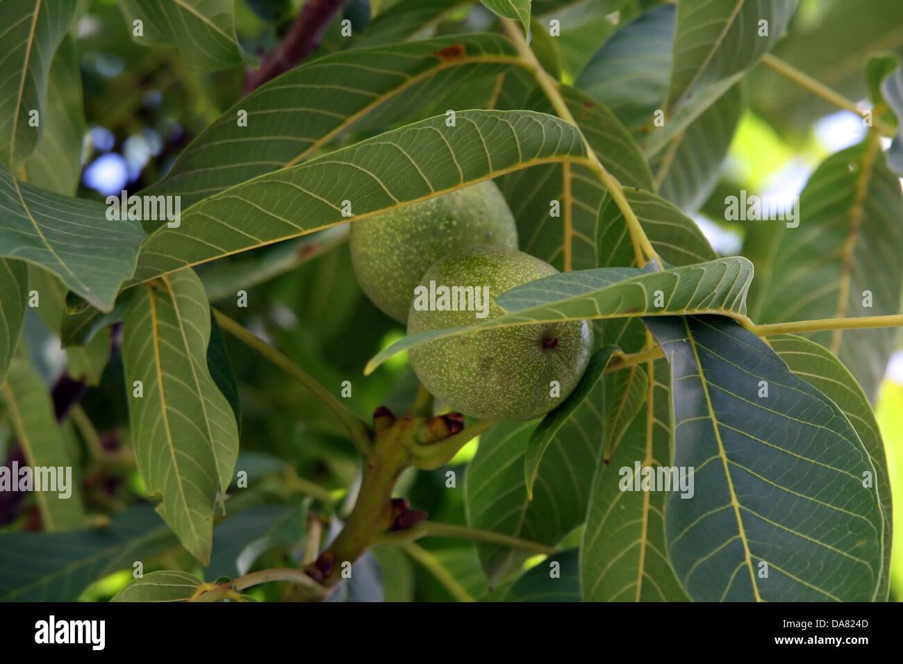 Walnuts on the tree Stock Photo - Alamy