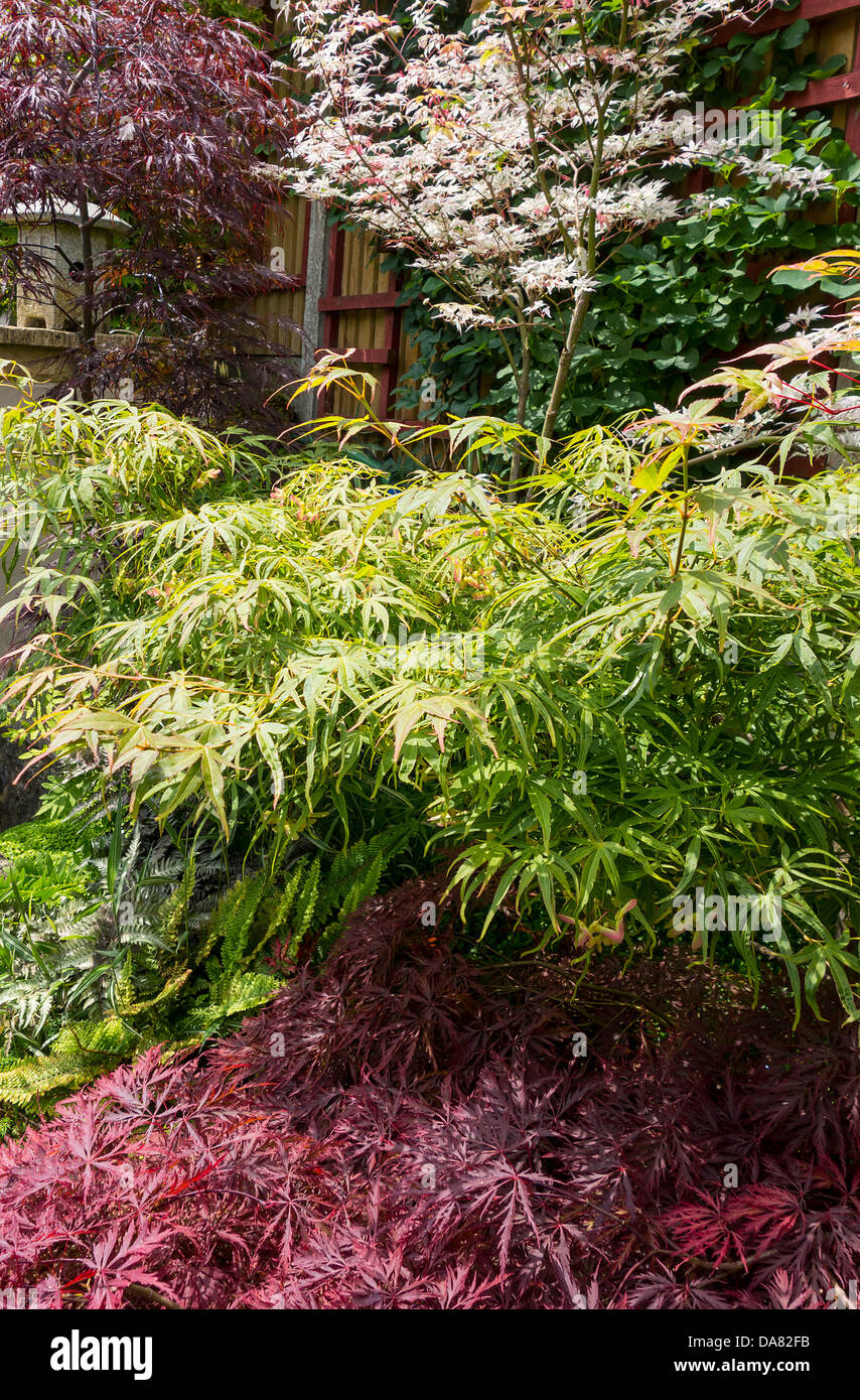 Japanese Style Garden Collection of Acer Trees Stock Photo