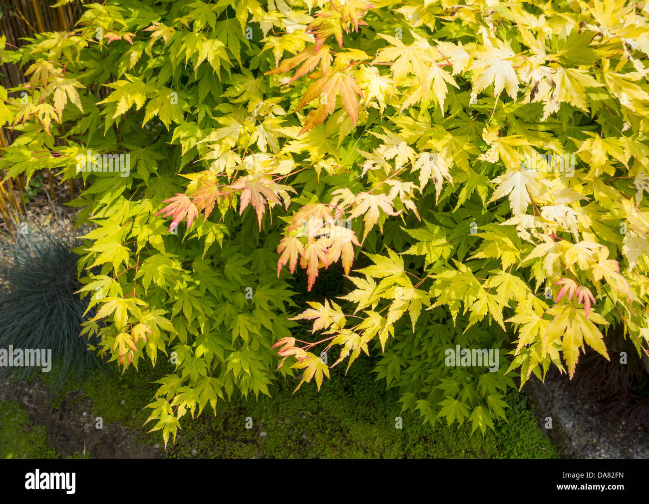 Acer Tree Coloured Leaves Stock Photo