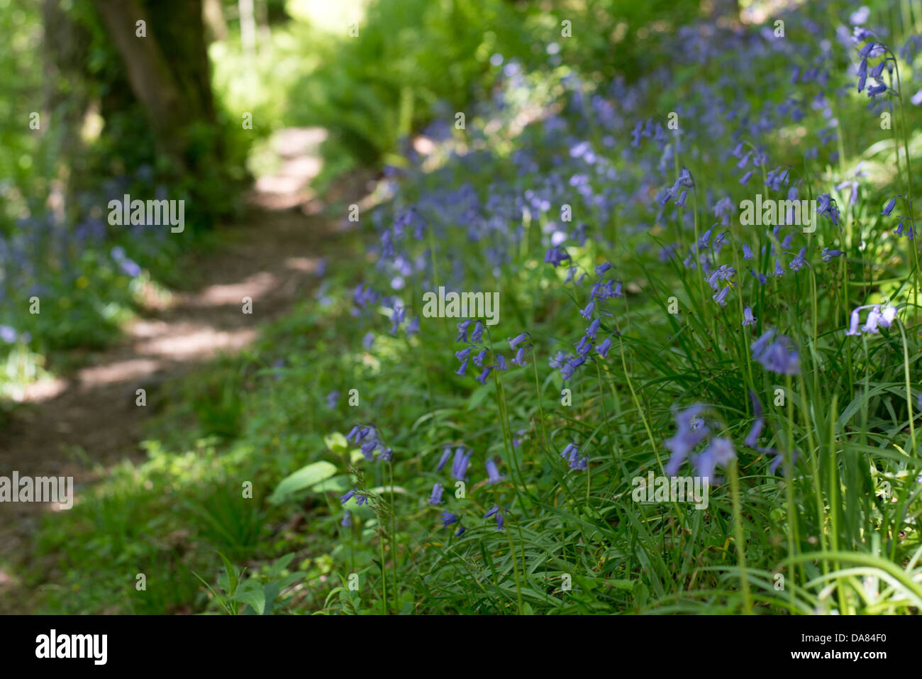 Bluebell Bokeh Stock Photo