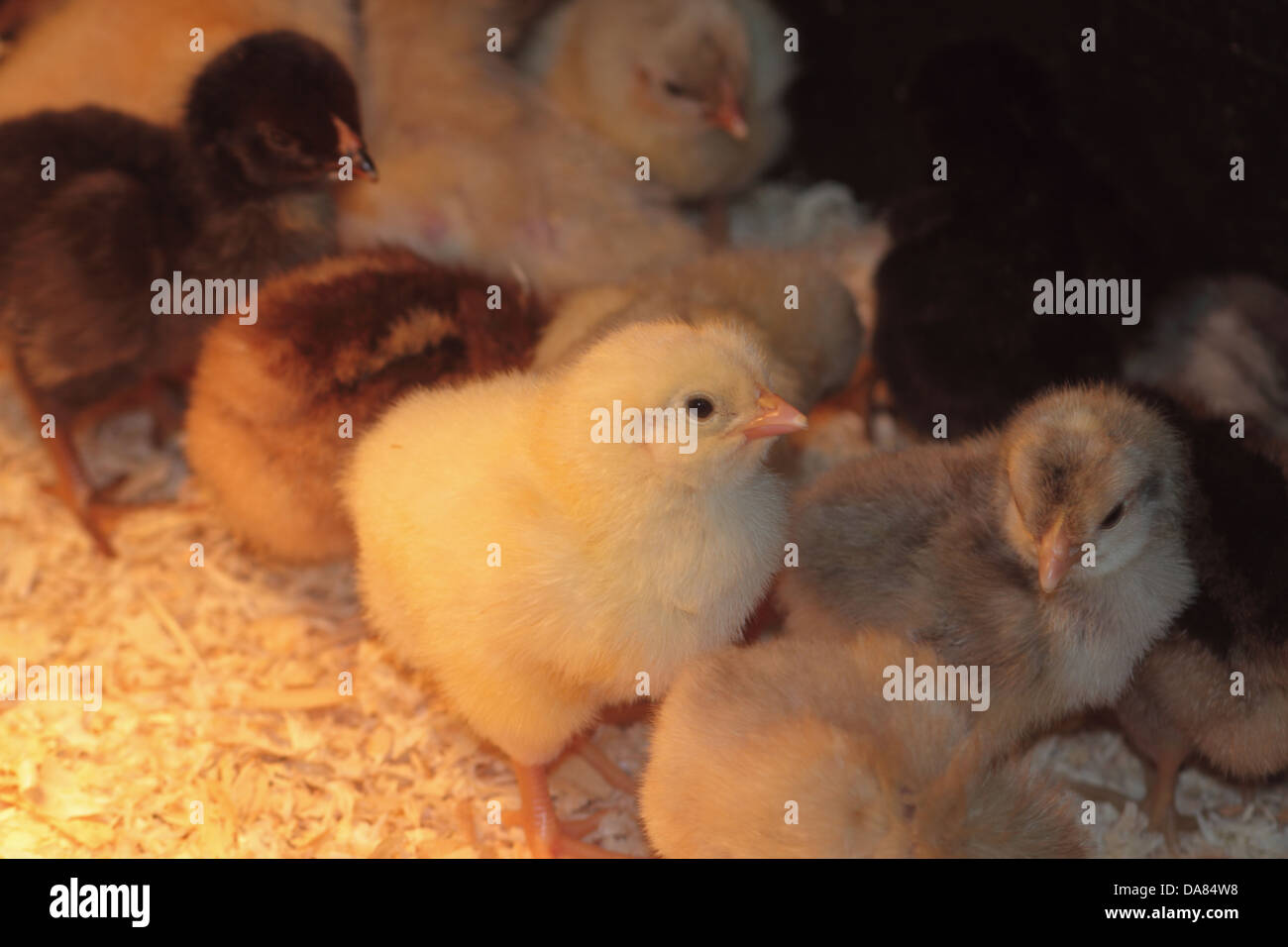 Chicks In Incubator Stock Photo Alamy Chicks In Incubator Stock Photo Alamy