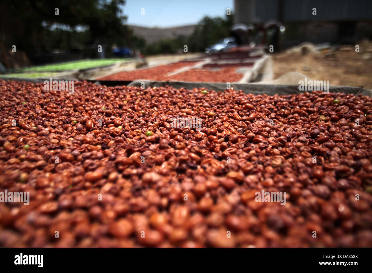 Grapes from hebron hires stock photography and images Alamy
