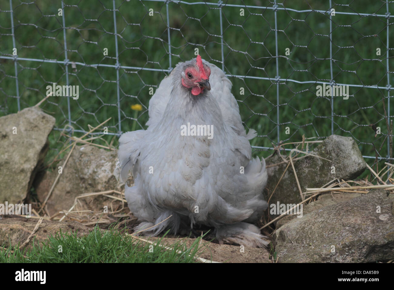 Lavender Pekin Bantam Stock Photo