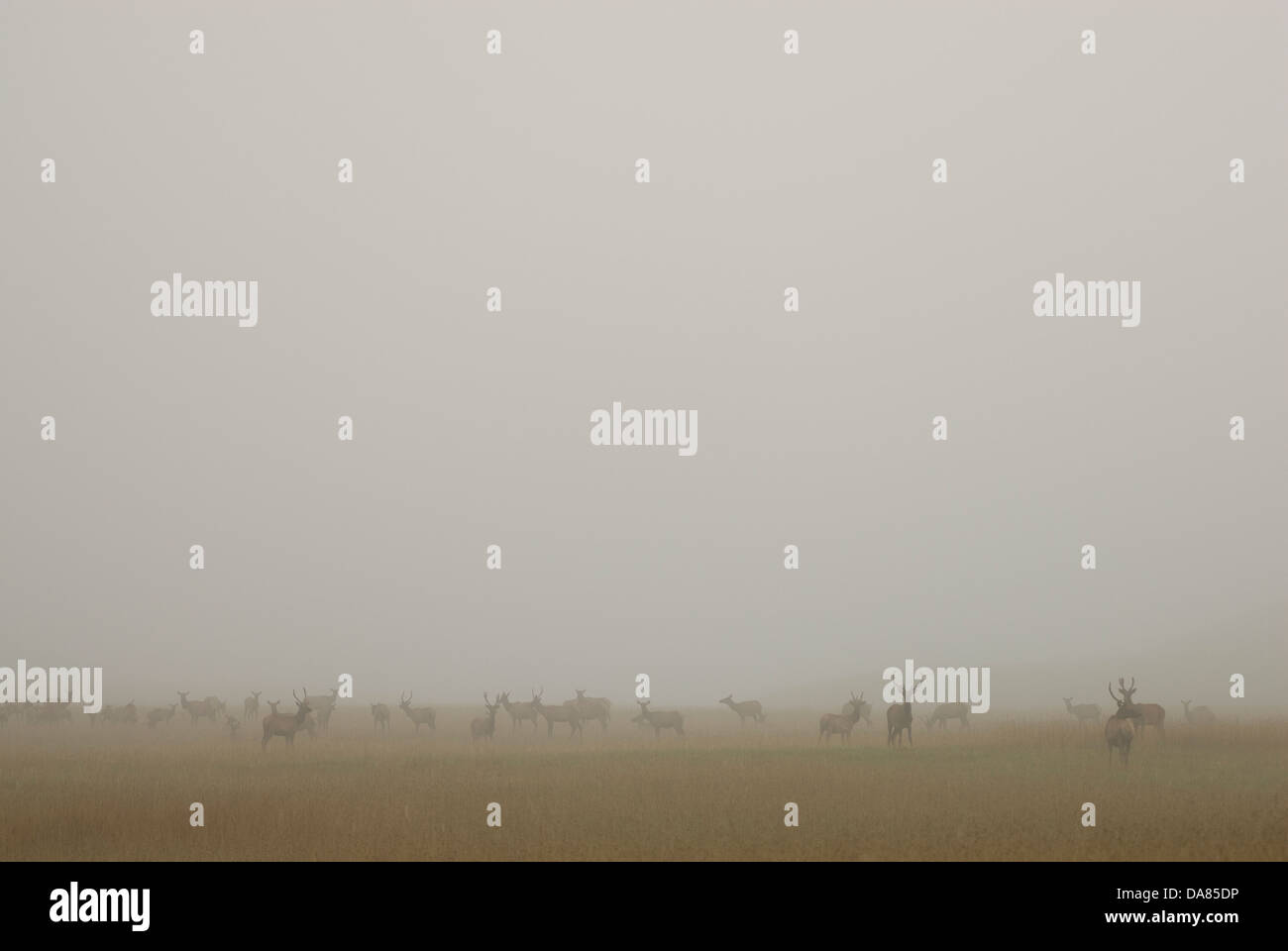 Restored Elk Herd, Kentucky, United States of America Stock Photo