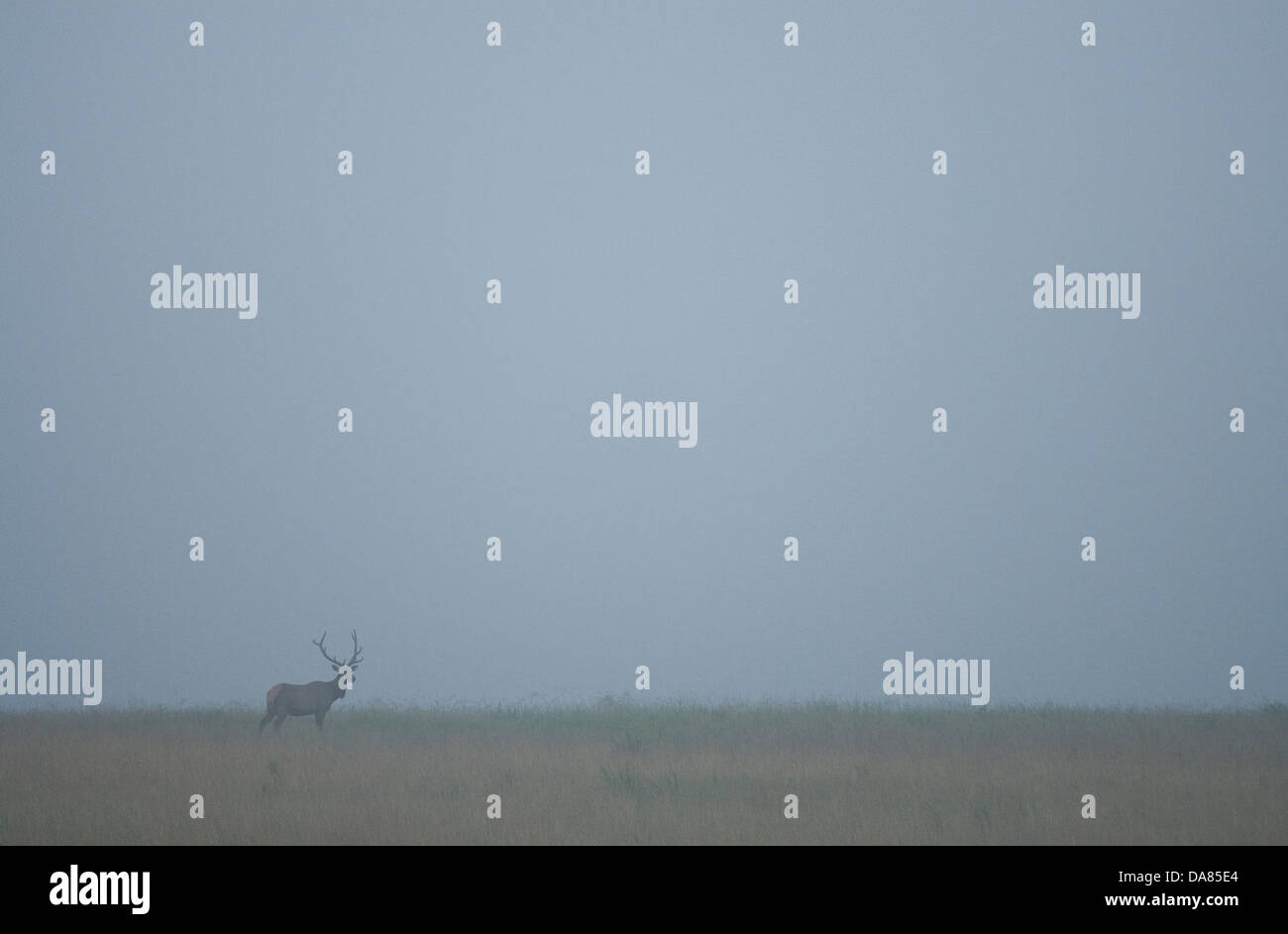 Restored Elk Herd, Kentucky, United States of America Stock Photo