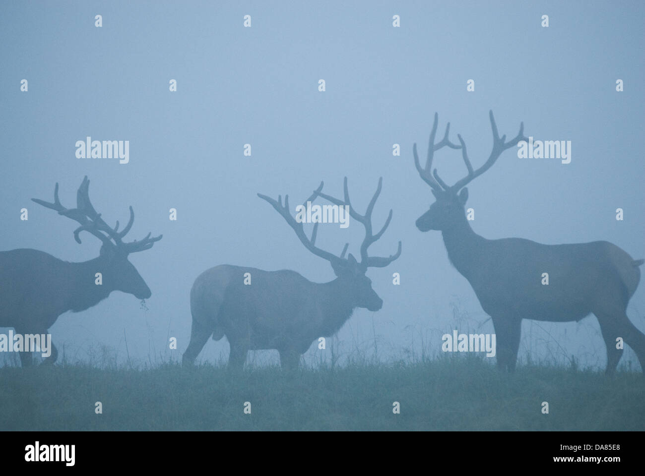 Restored Elk Herd, Kentucky, United States of America Stock Photo