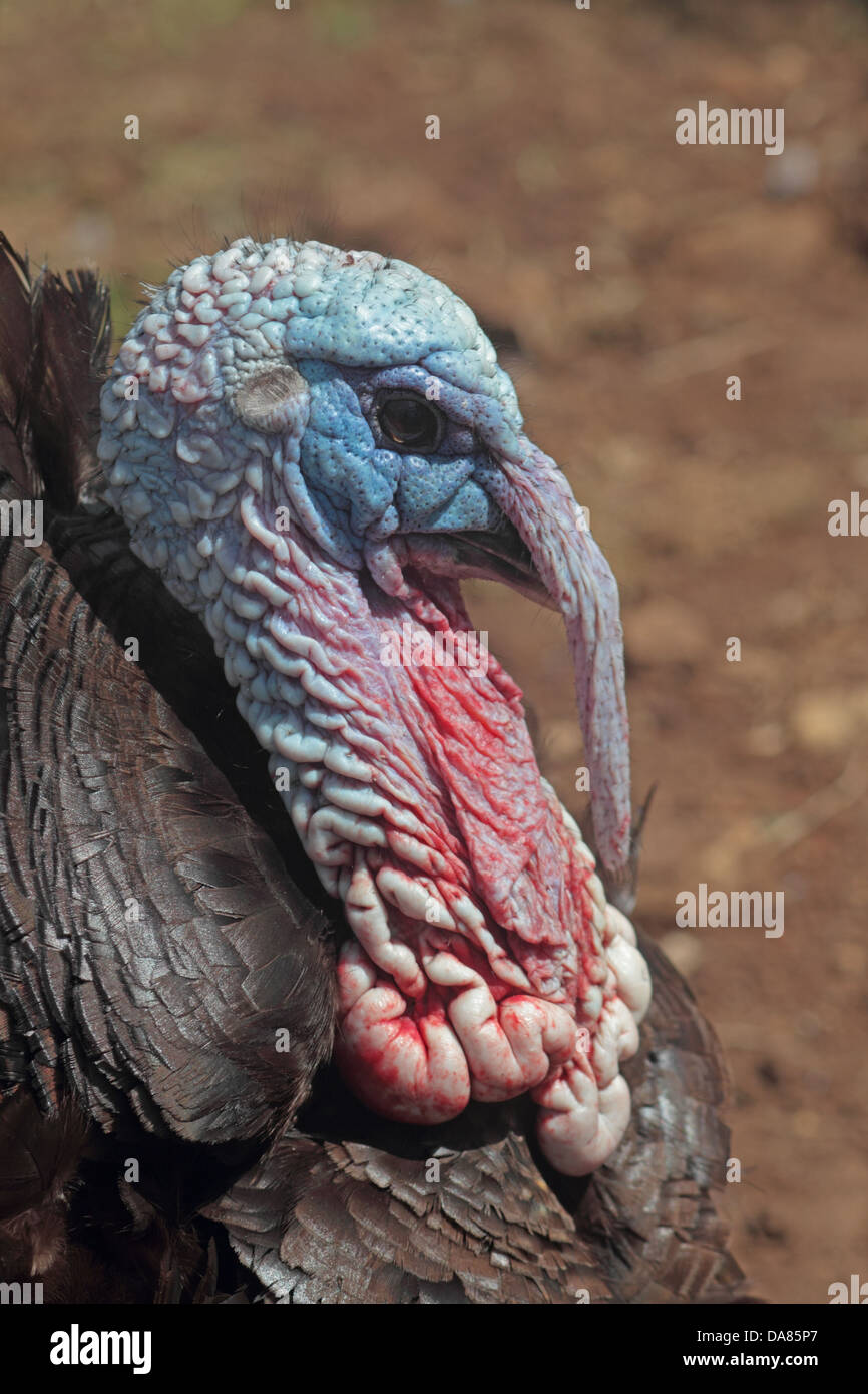 Turkey Wattle High Resolution Stock Photography and Images - Alamy