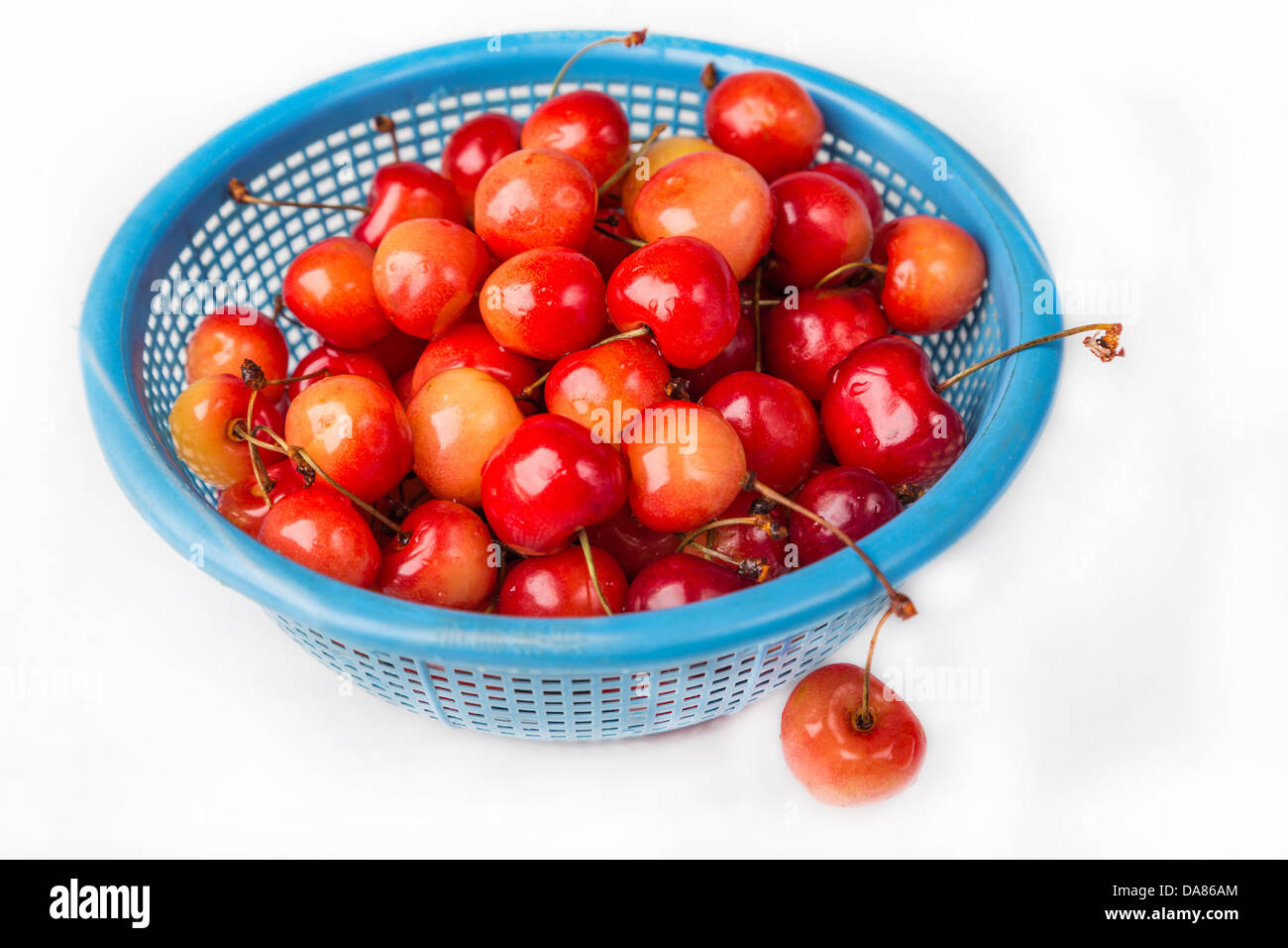 fresh cherry with drops the water in blue colander Stock Photo
