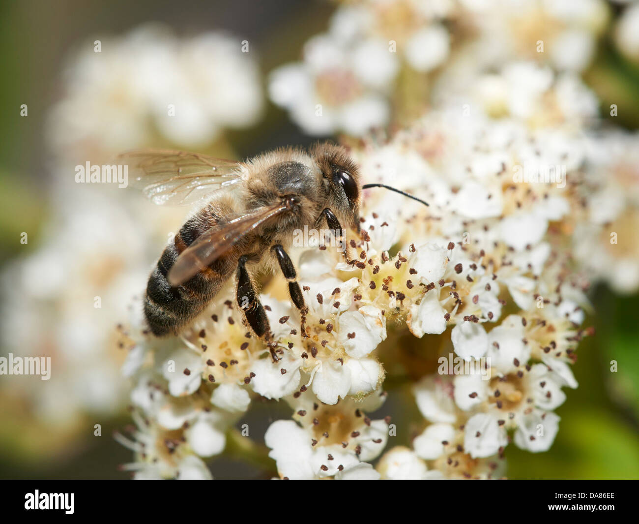Honey Bee feeding on flowering plant Stock Photo Alamy