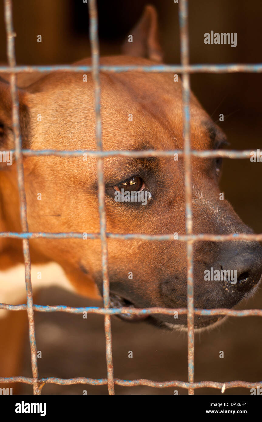 caged dog Stock Photo