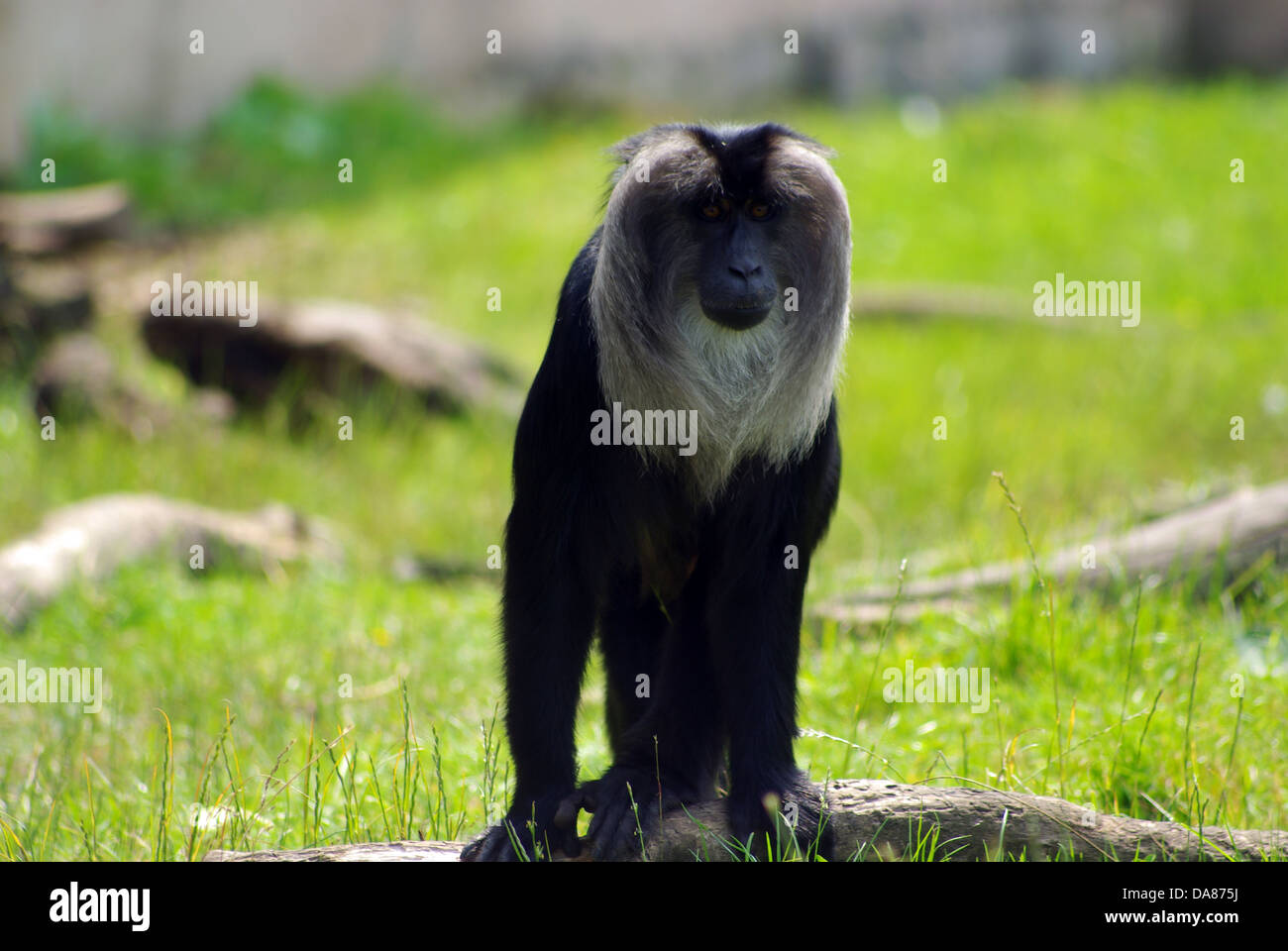 Howler Monkeys Chester Zoo Stock Photo