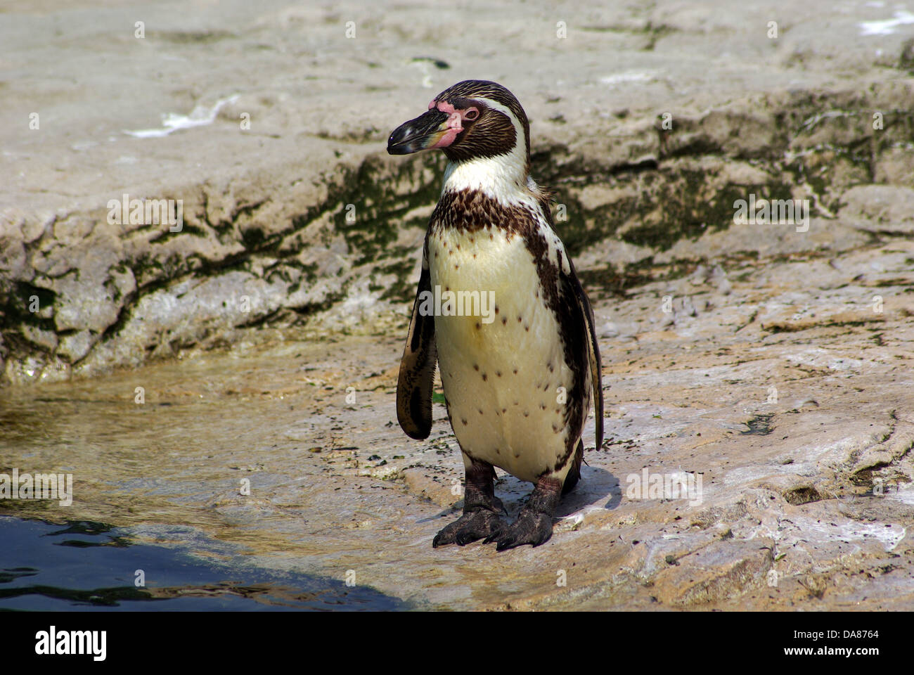 Humboldt Penguin Chester Zoo Stock Photo - Alamy