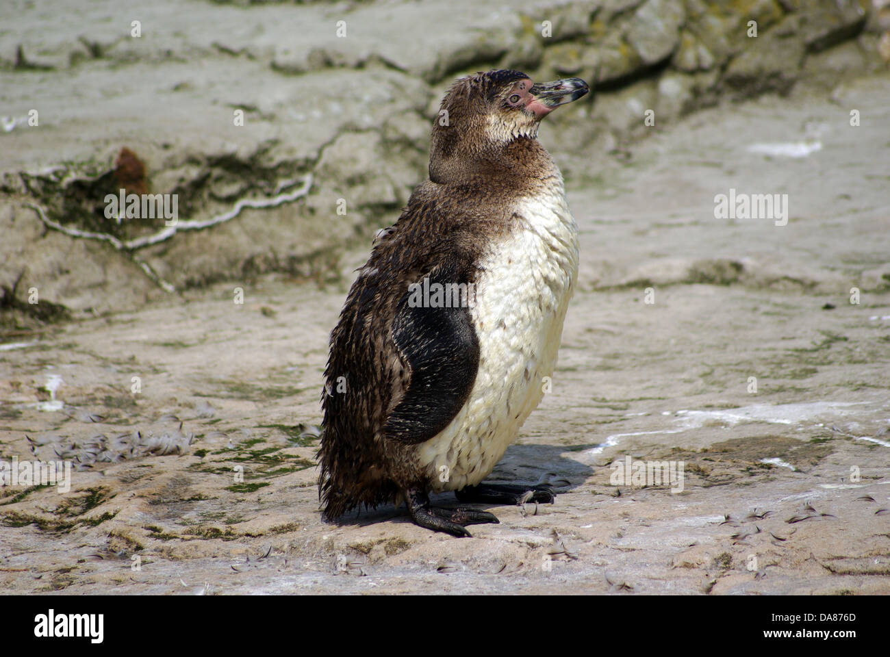 Humboldt Penguin Chester Zoo Stock Photo - Alamy