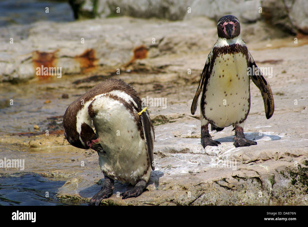 Humboldt Penguins Chester Zoo Stock Photo - Alamy