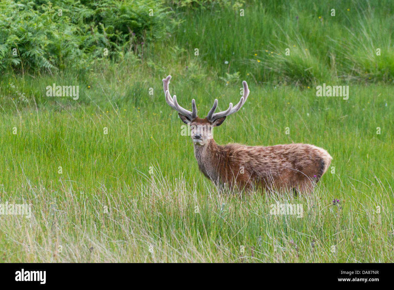 A Red Deer stag with well developed antlers, grazing on the Isle of Arran in Scotland Stock Photo