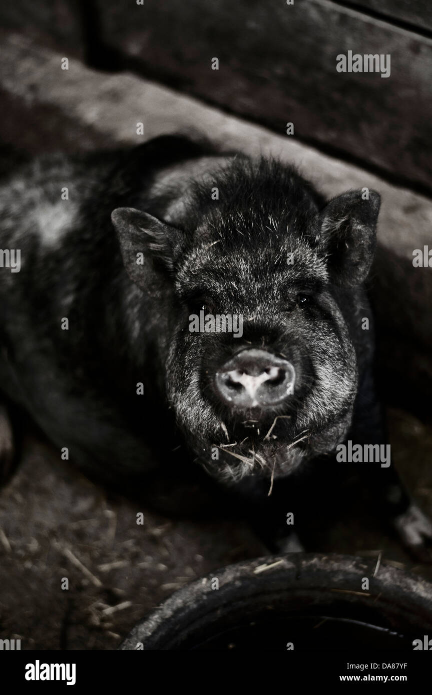 Vietnamese pig Stock Photo