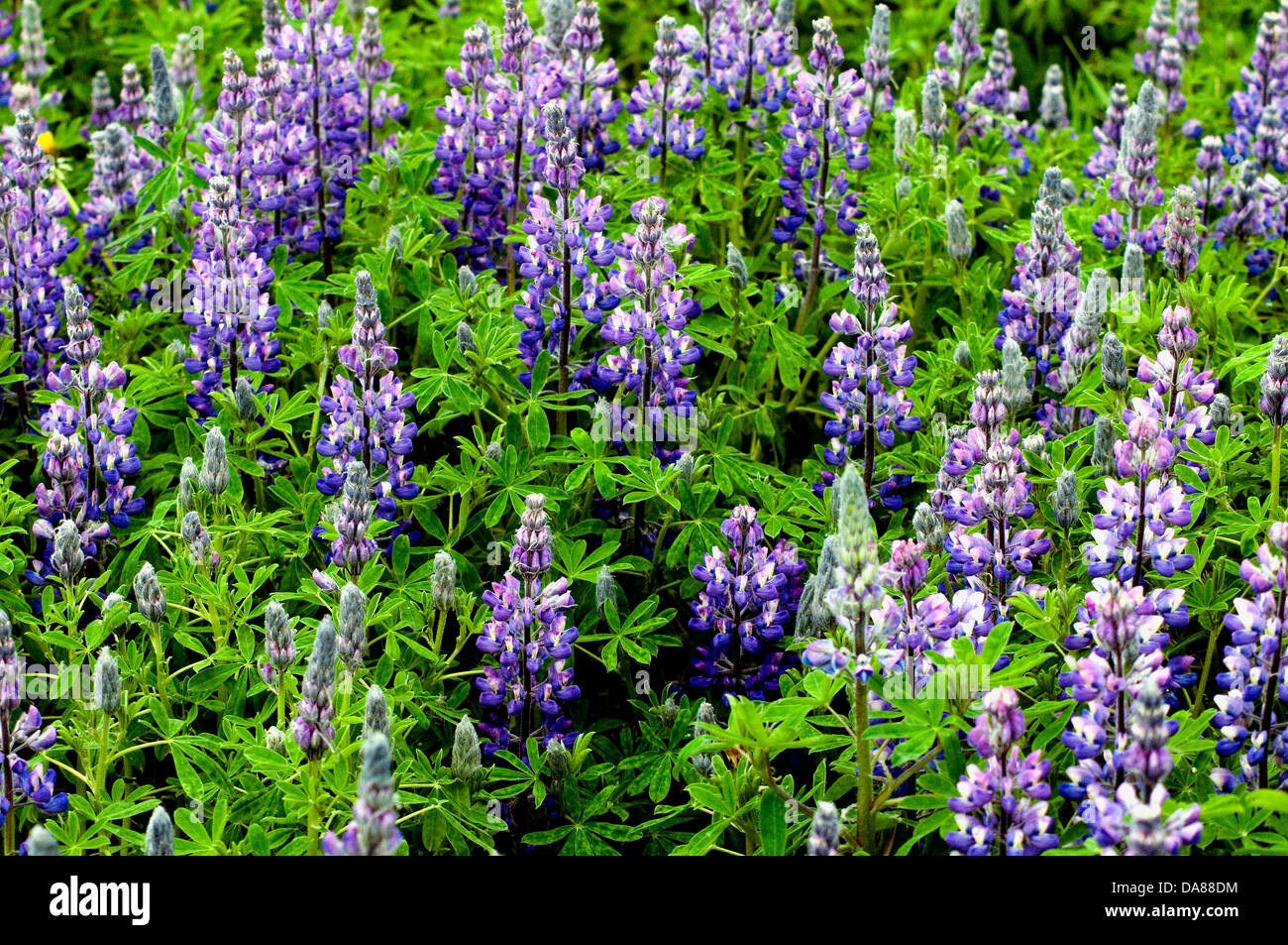 Greenleafed purple Arctic lupins adorning Iceland's fields and roadsides are sometimes viewed as invasive weeds Stock Photo