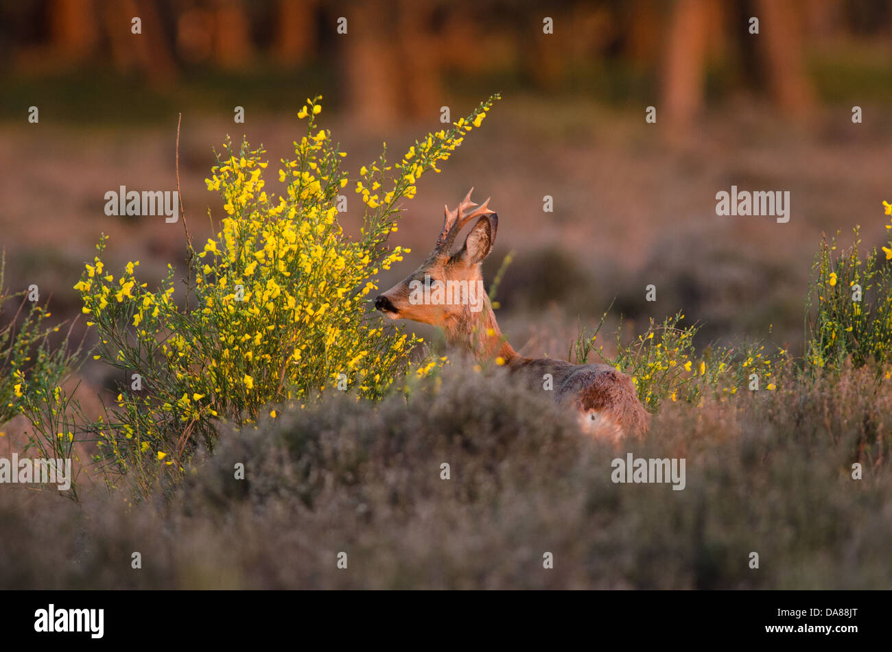 Roe deer eating yellow flowers of Broom Stock Photo