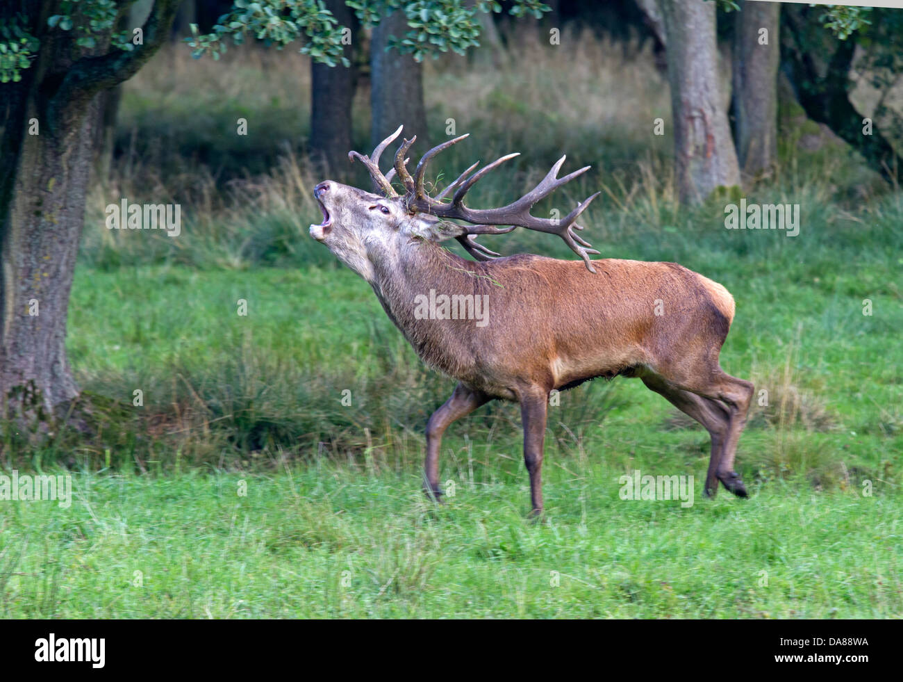 Red Deer / Cervus elaphus Stock Photo - Alamy