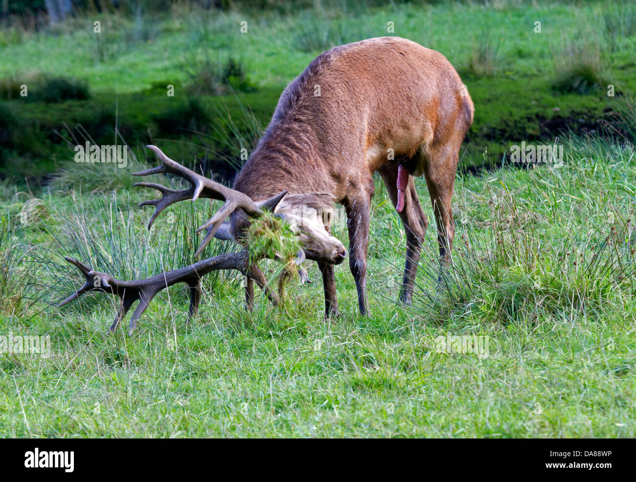 Red Deer / Cervus elaphus Stock Photo